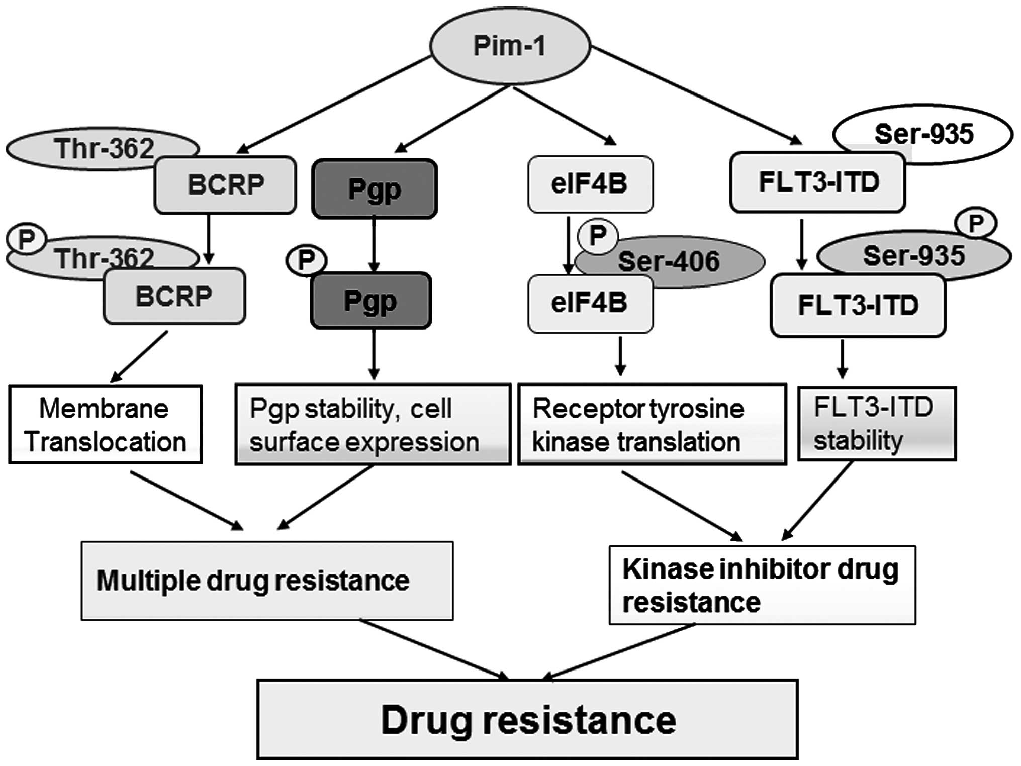 Pim kinase inhibitor does not sensitize cells expressing 