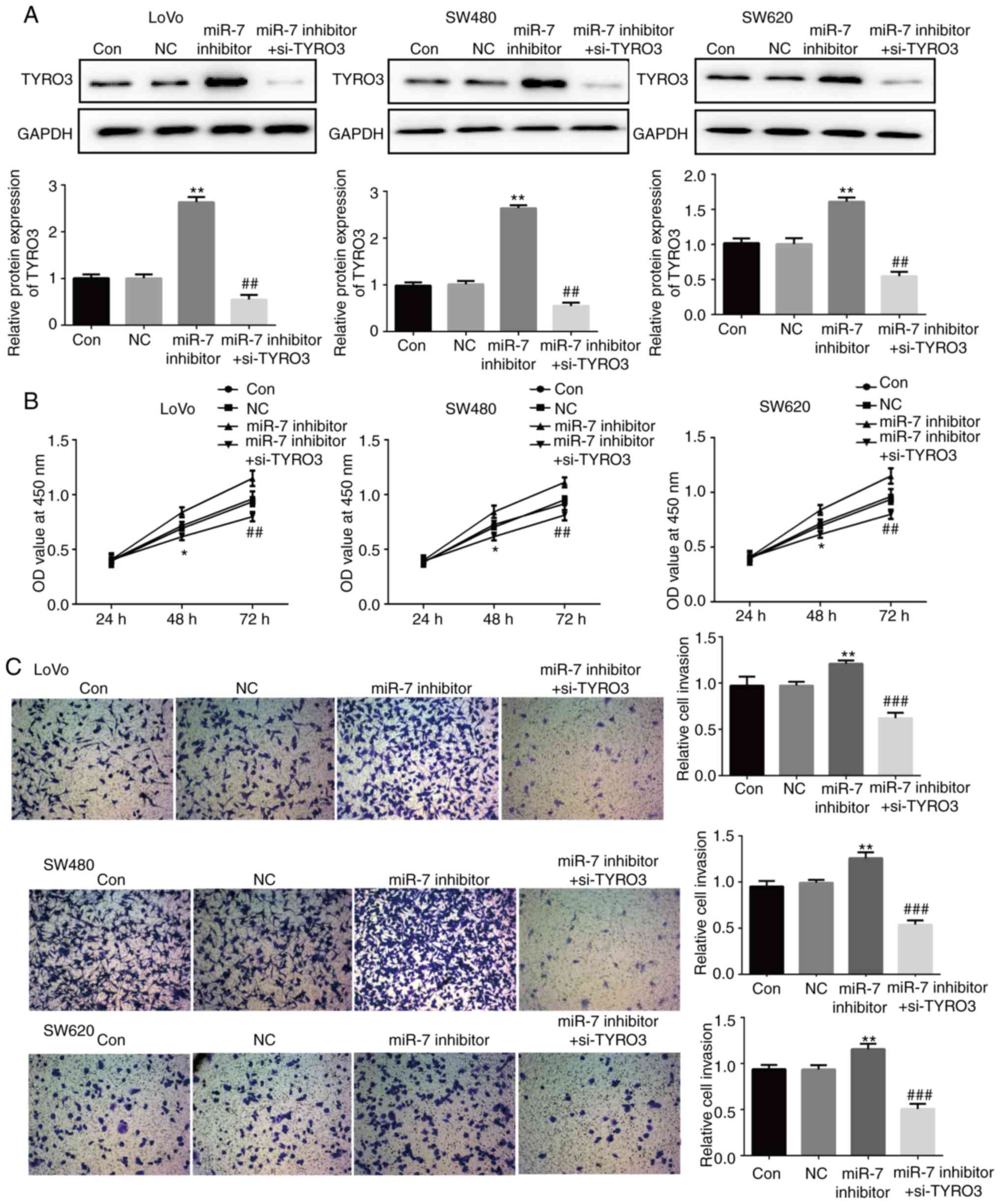 MicroRNA-26b Represses Colon Cancer Cell Proliferation by 
