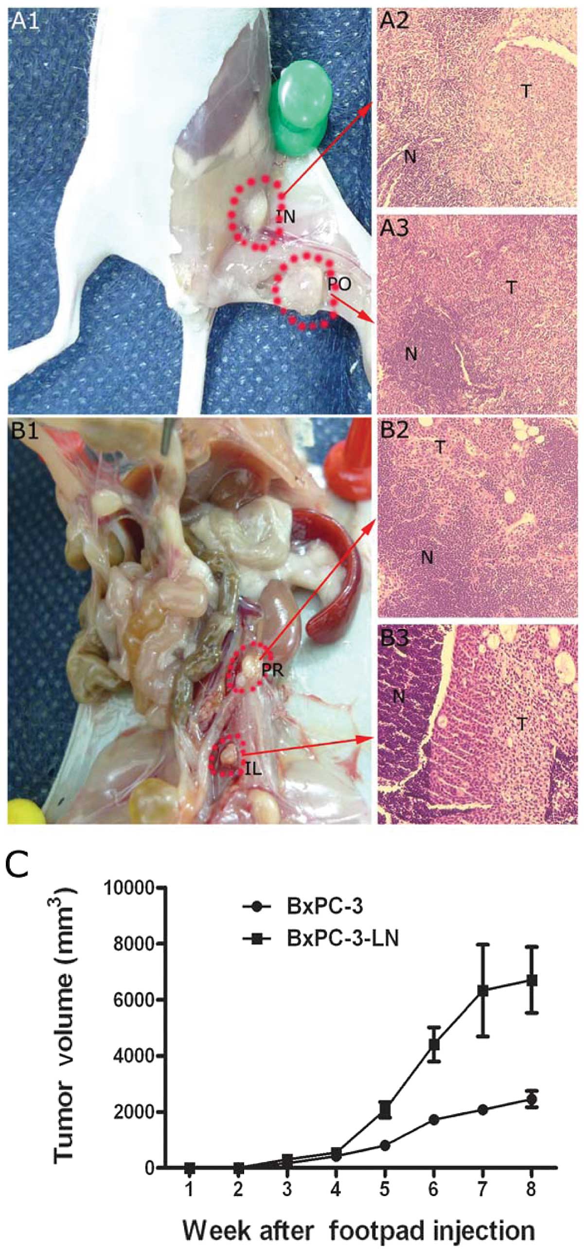 Development of a unique mouse model for pancreatic cancer lymphatic