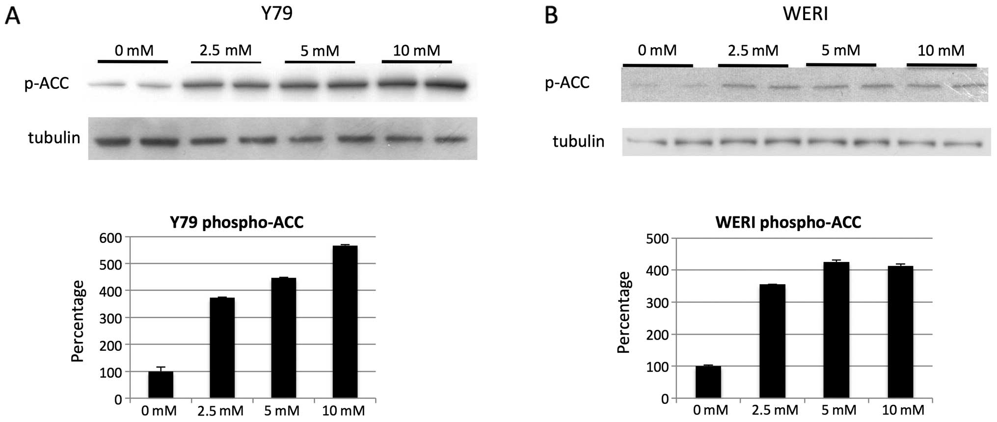 Metformin inhibited the growth of EC109 cell xenografts in 