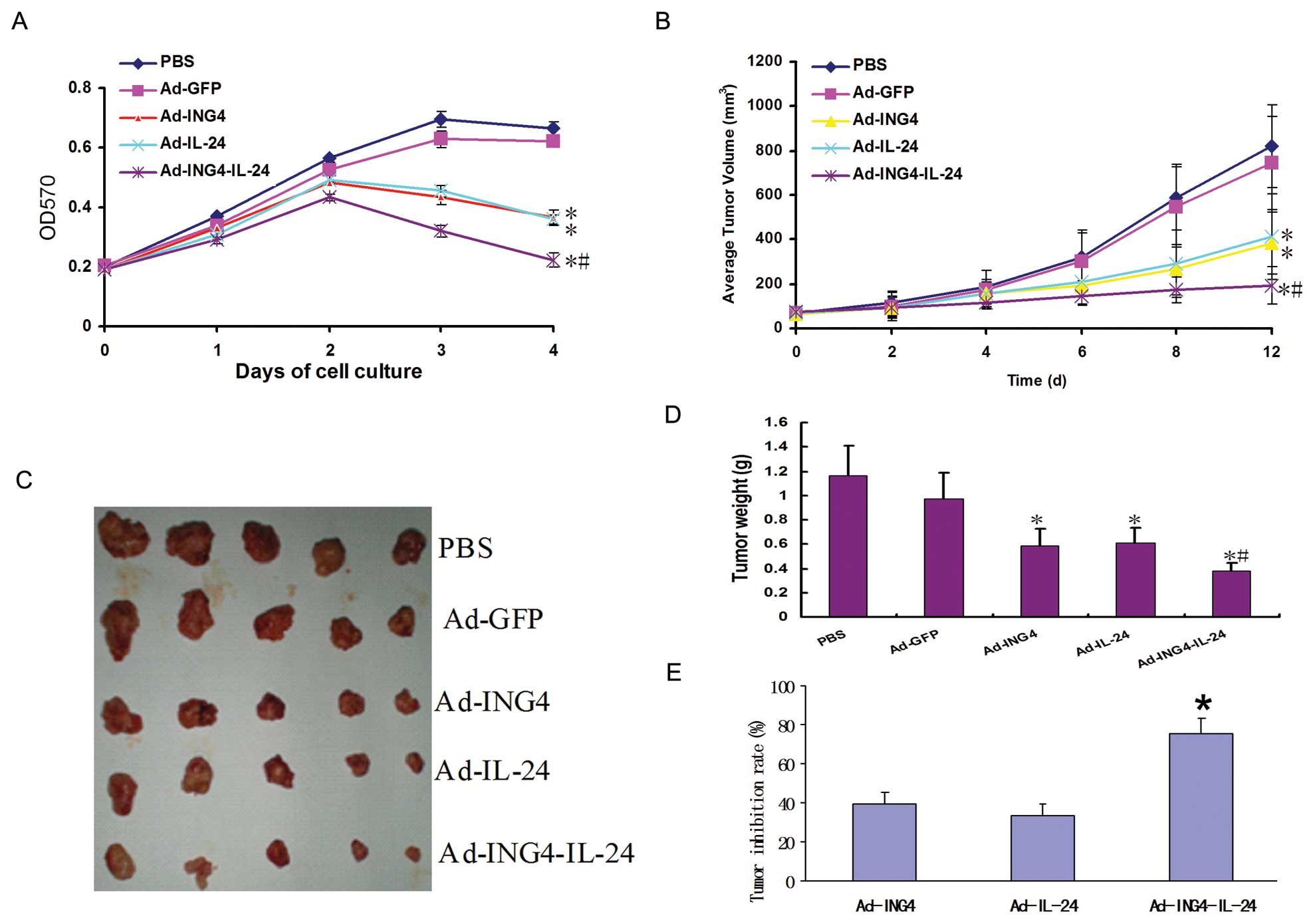 In vivo effects of L-NMMA in MDA-MB-231 xenografts. (A 
