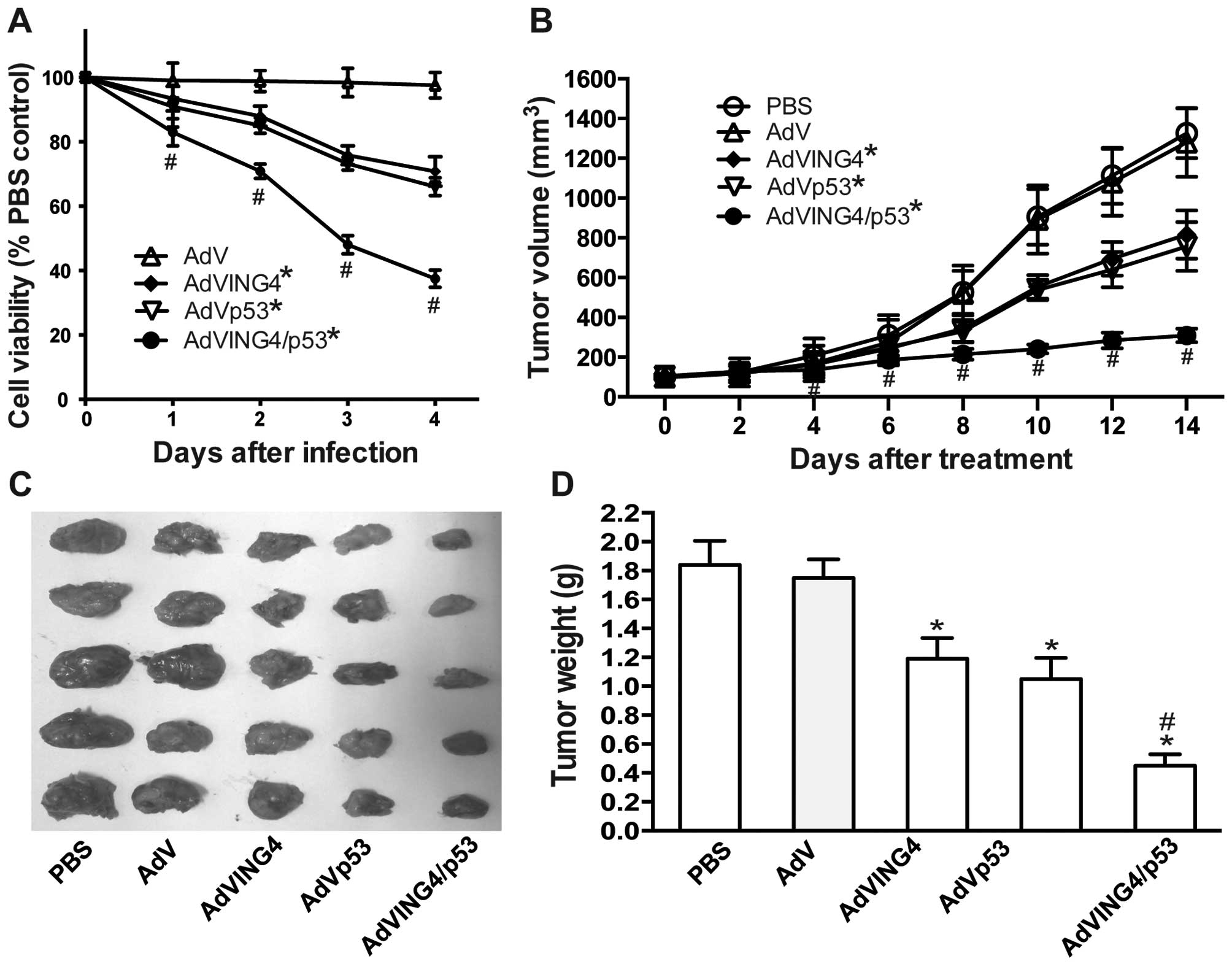 Adenovirus-mediated p53 and ING4 gene co‑transfer elicits 