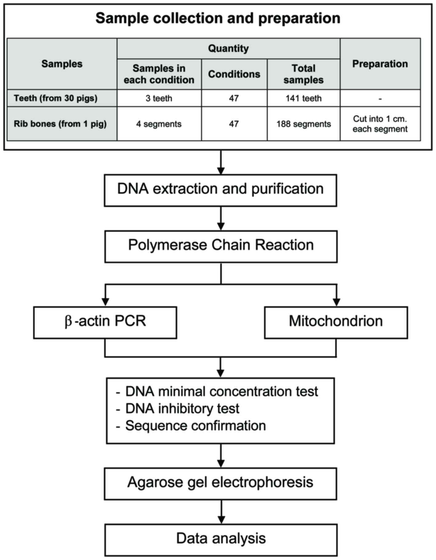 Three Main Steps Of Pcr Flow Chart