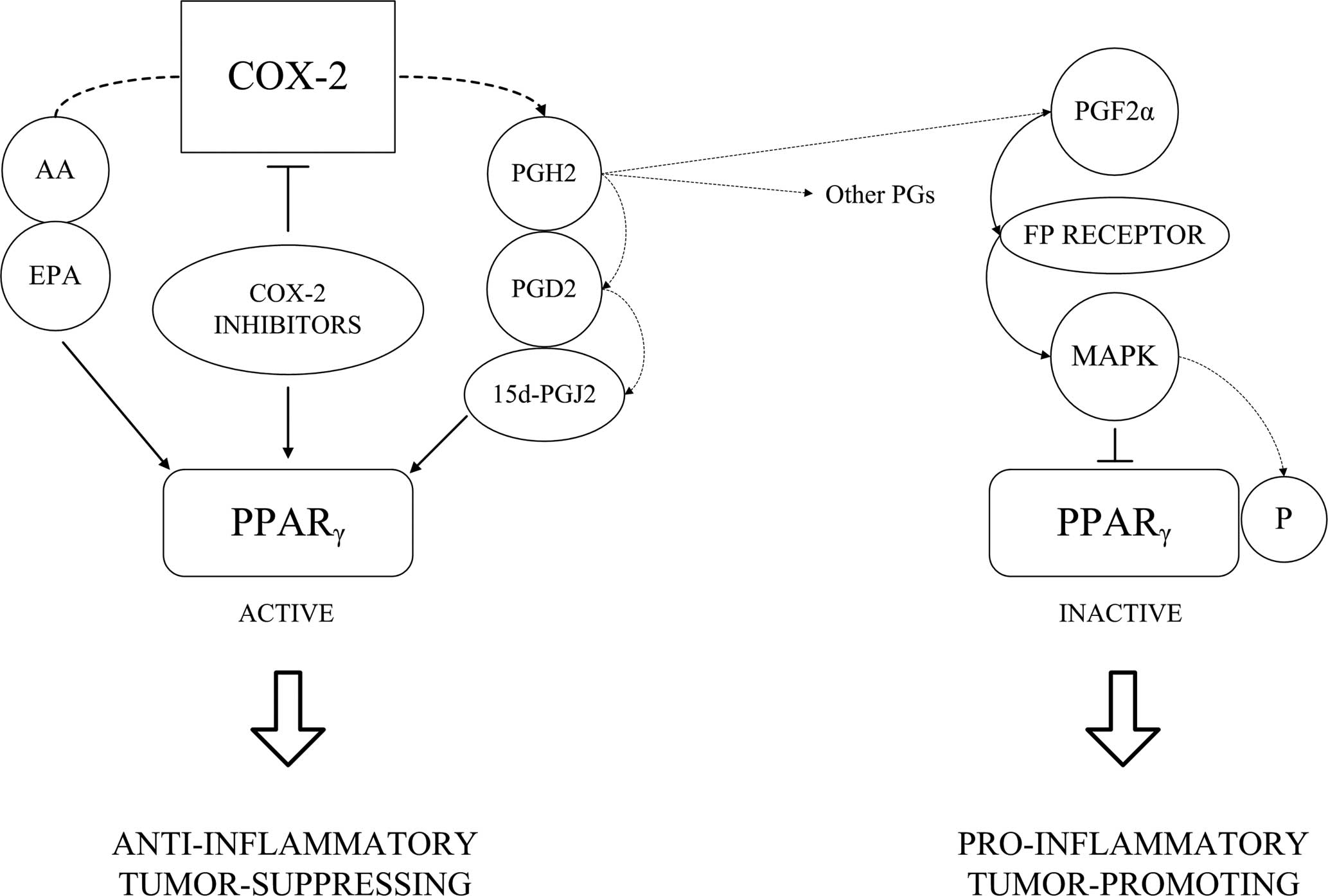 The Use Of Cox 2 And Pparg Signaling In Anti Cancer Therapies Review