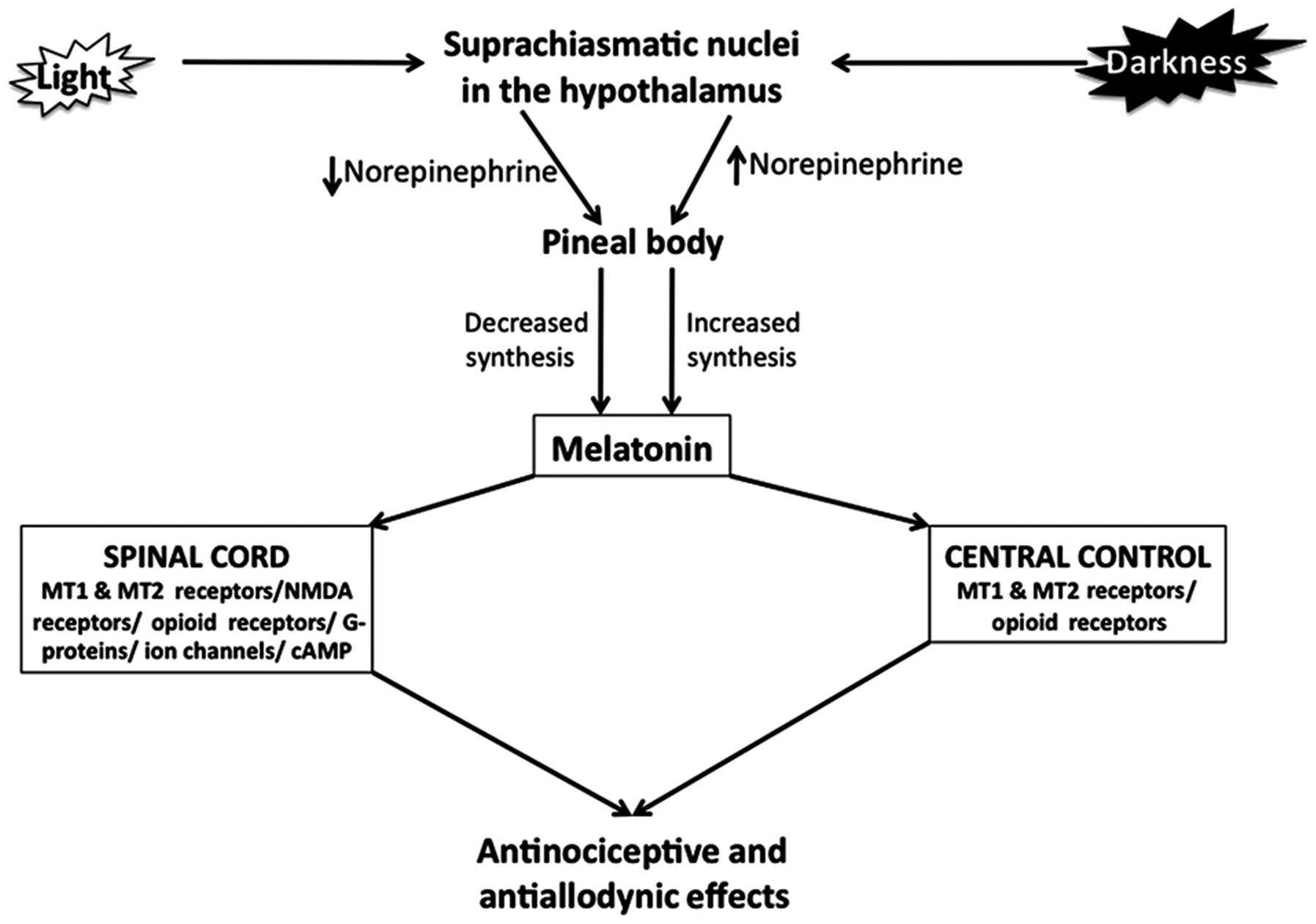 Pain control by melatonin: Physiological and ...