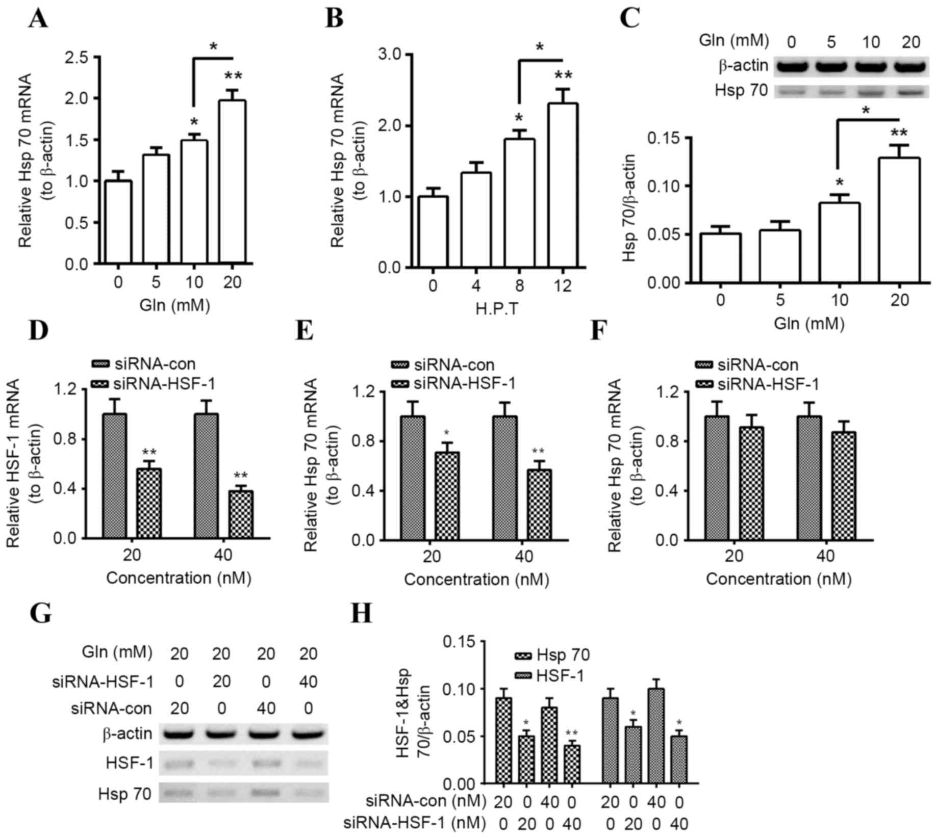 Glutamine Promotes Hsp70 And Inhibits A Synuclein Accumulation In Pheochromocytoma Pc12 Cells