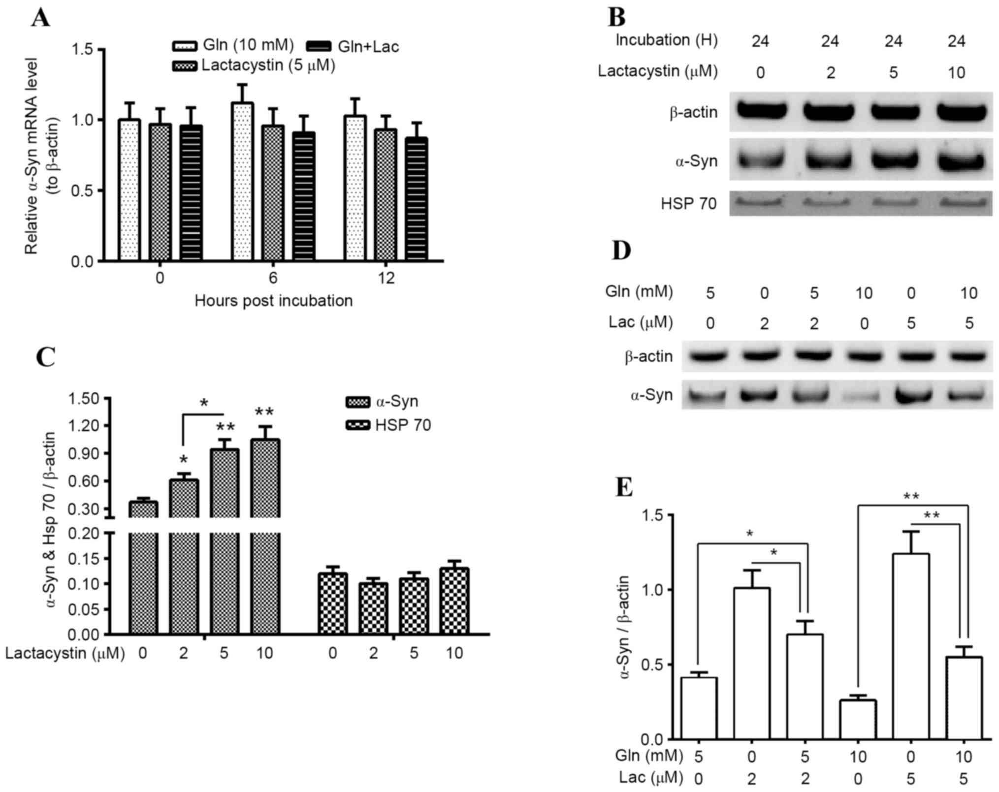 Glutamine Promotes Hsp70 And Inhibits A Synuclein Accumulation In Pheochromocytoma Pc12 Cells