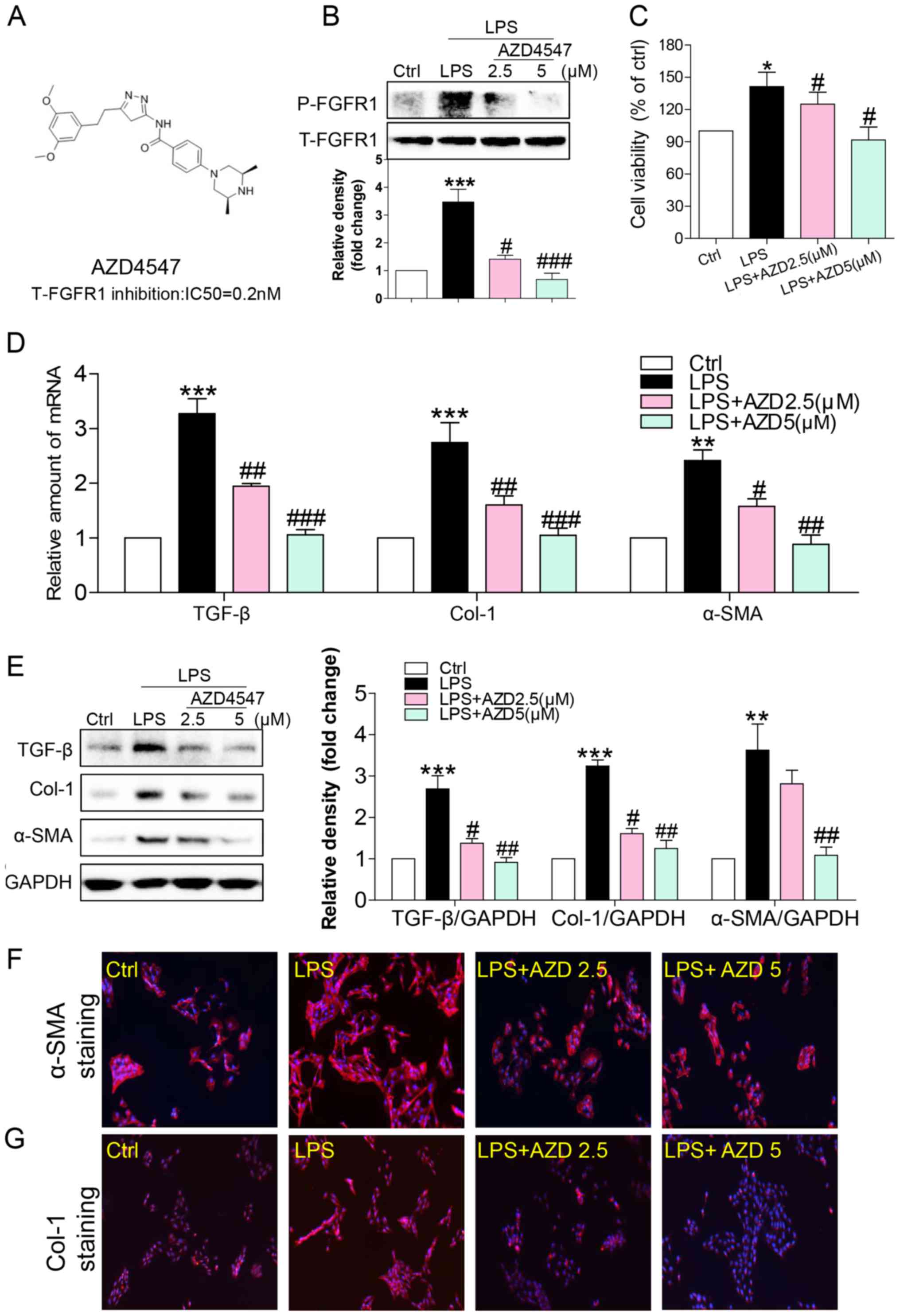 Fibroblast growth factor receptor 1 antagonism attenuates 
