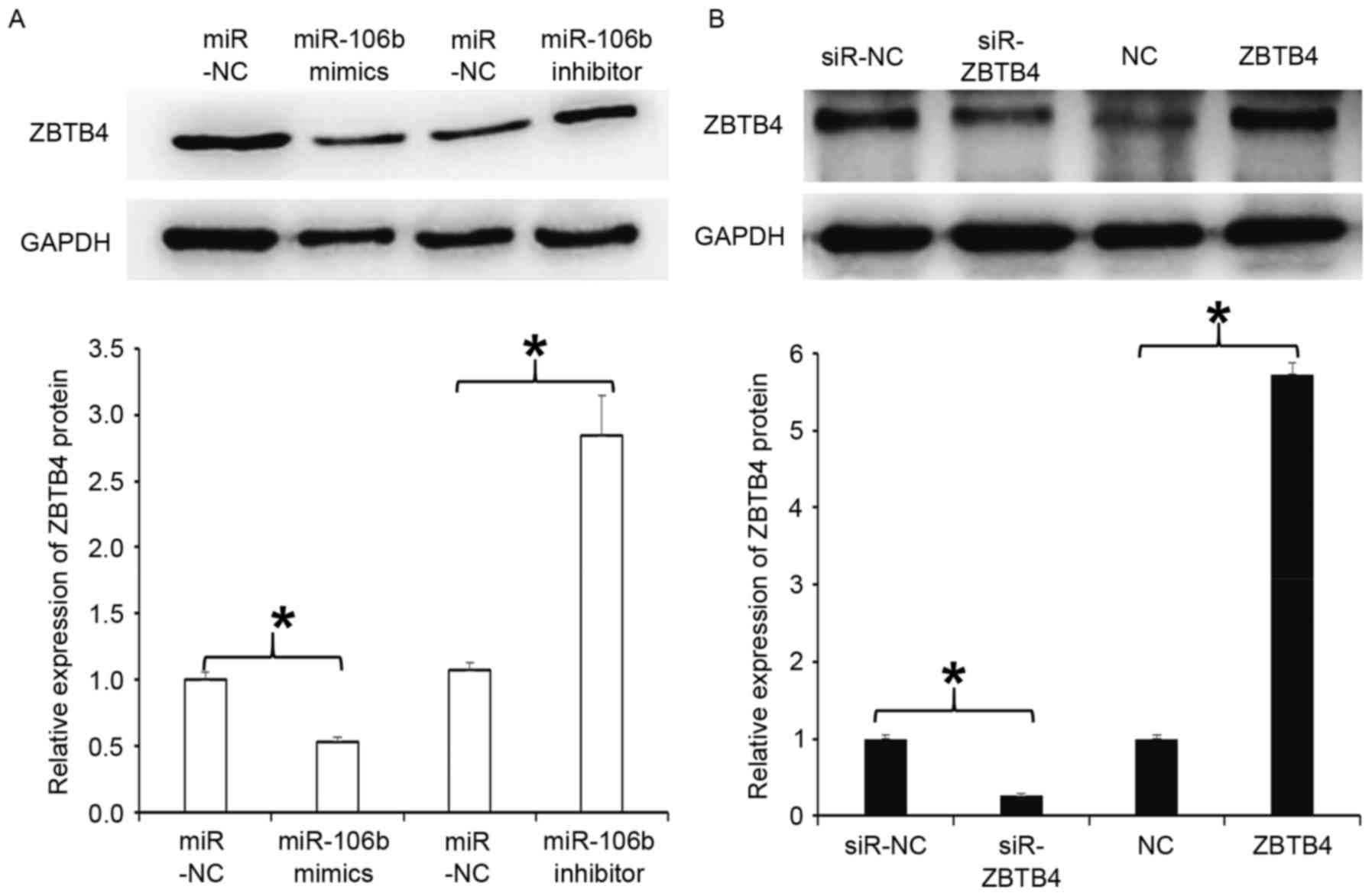 (PDF) Neogenin-1 Promotes Cell Proliferation, Motility 