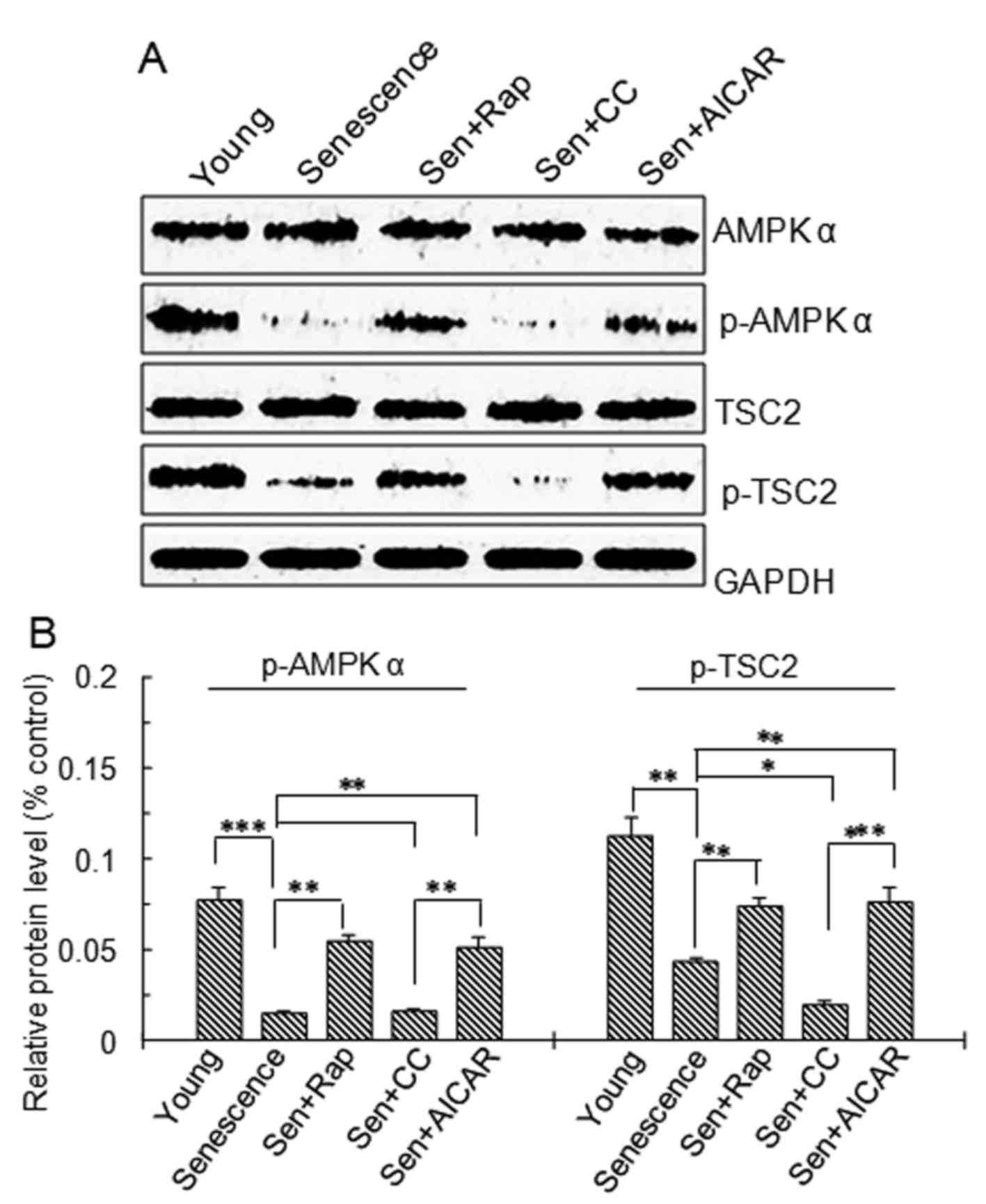 Ampk Tsc2 Mtor Pathway Regulates Replicative Senescence Of Human Vascular Smooth Muscle Cells