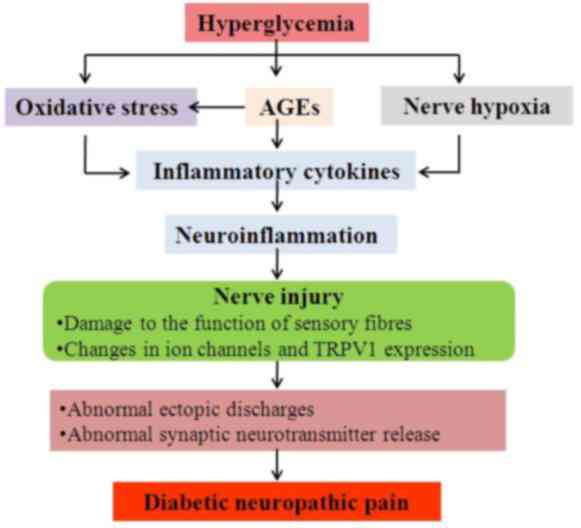 diabetic neuropathy pathophysiology)