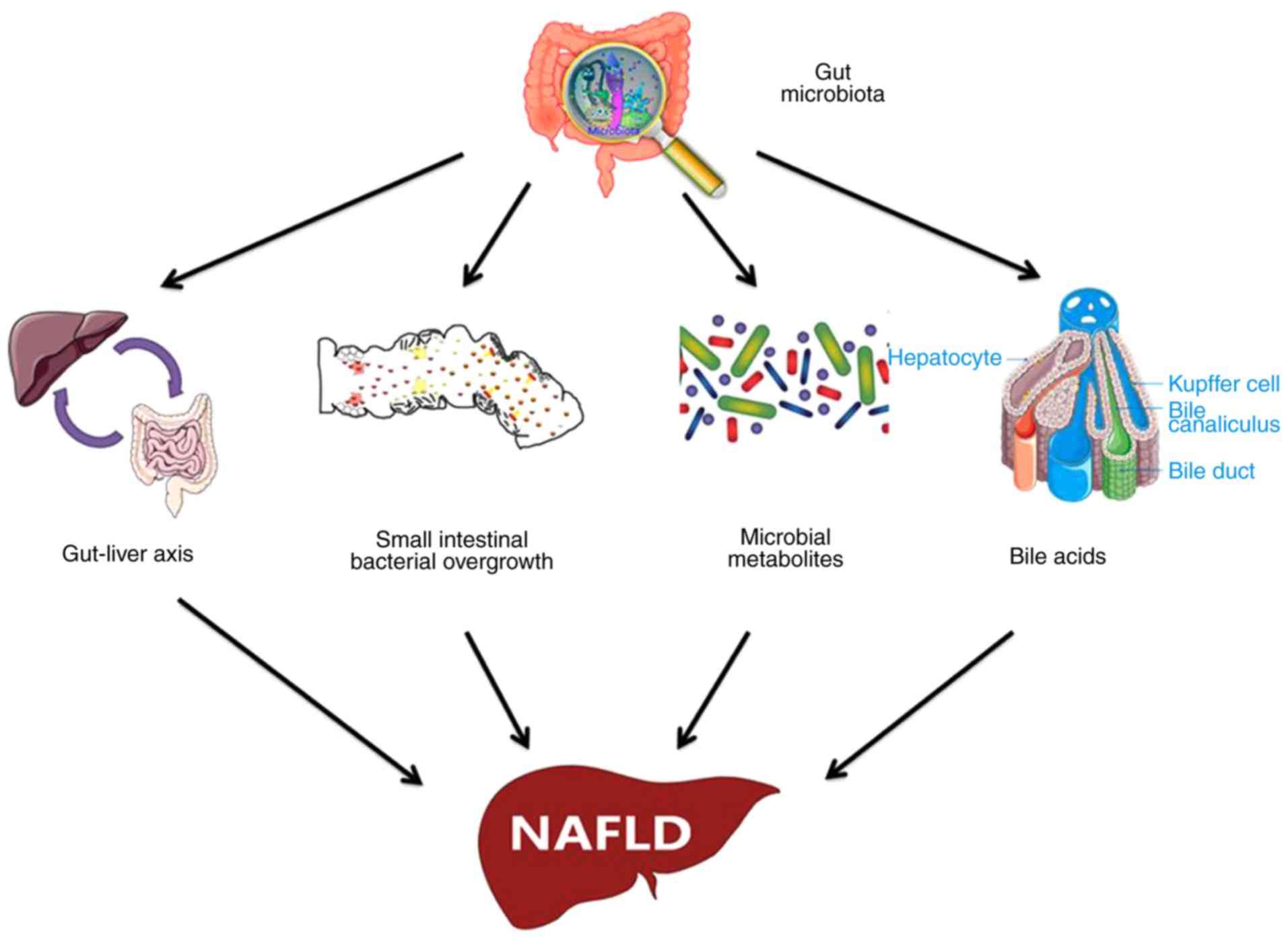 dysbiosis nafld