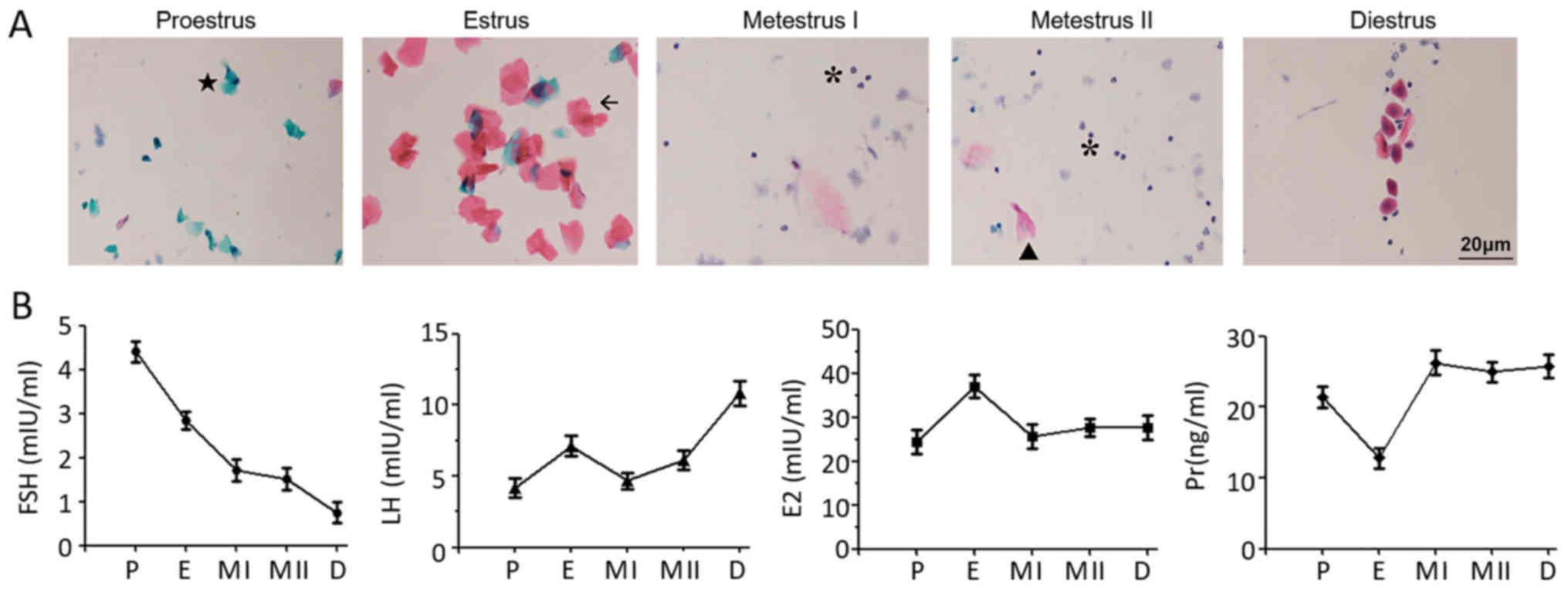 Expression of SUMO associated proteins in the mouse endometrium is  regulated by ovarian hormones throughout the estrous cycle