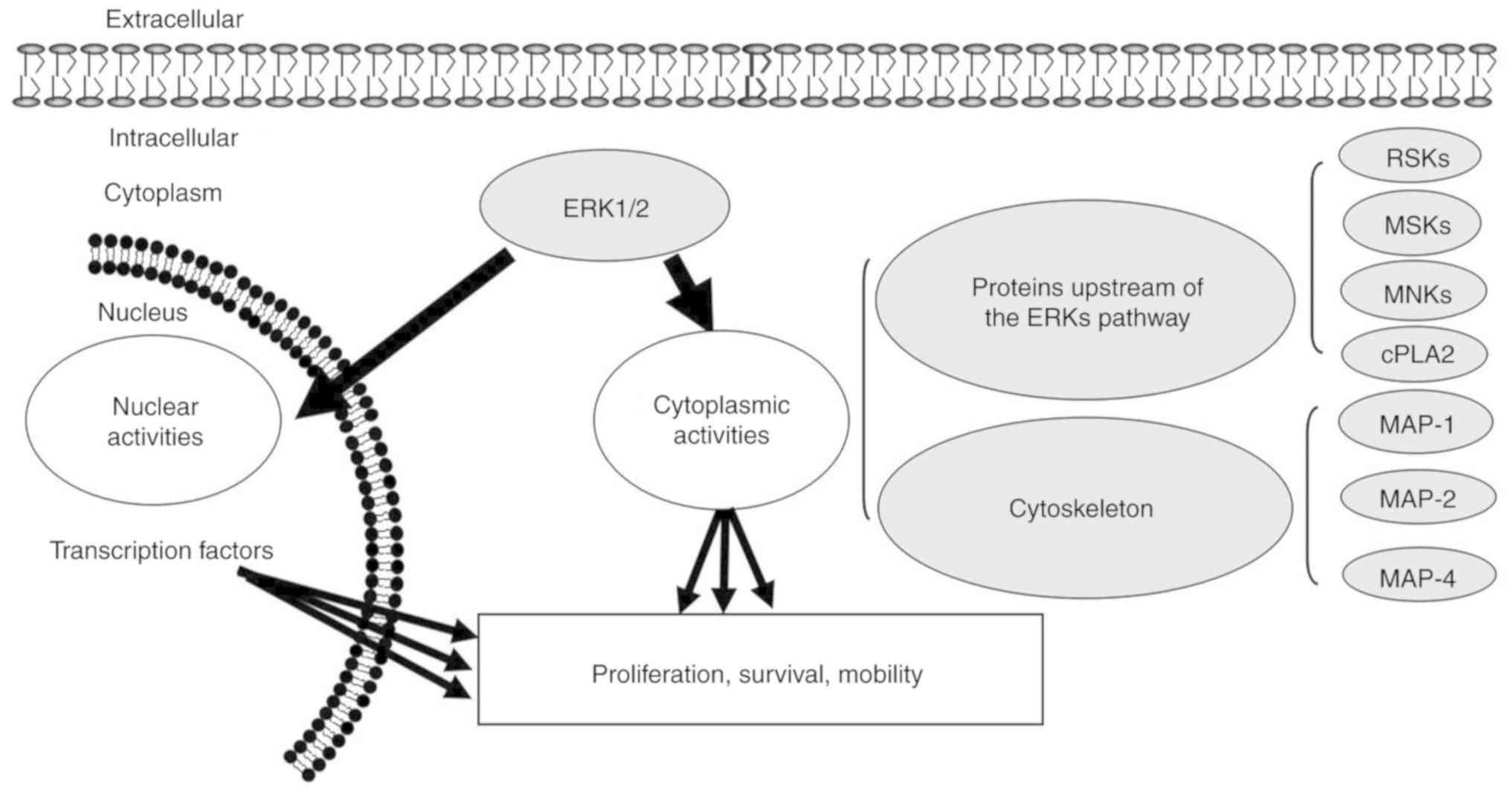 The ERK Signal Transduction Pathway: R&D Systems