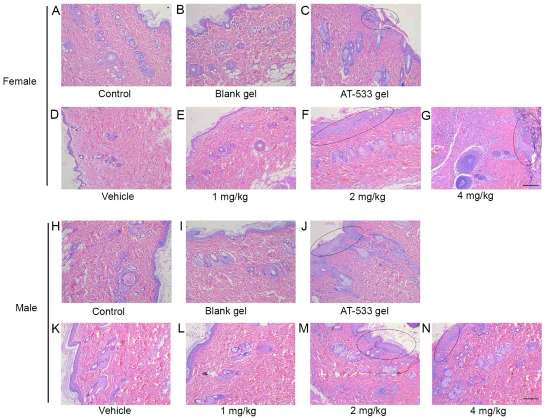 Ginger extract attenuates labetalol induced apoptosis, DNA damage,  histological and ultrastructural changes in the heart of rat fetuses -  ScienceDirect