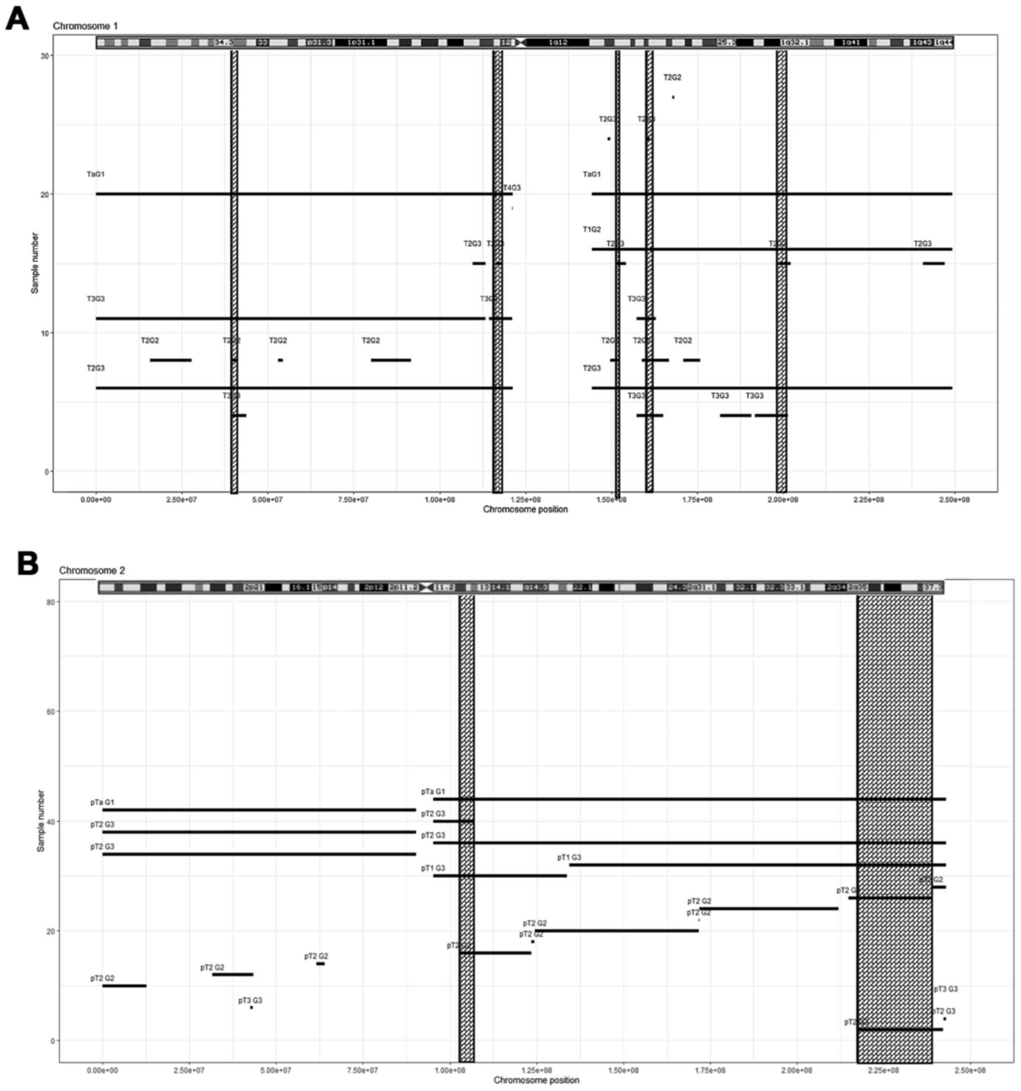 Clinical impact of copy number variation changes in bladder cancer samples