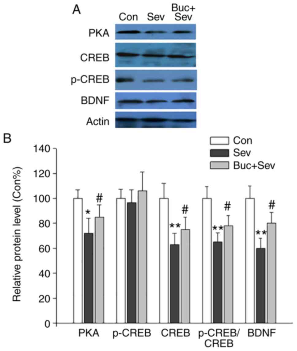 Prolonged exposure to high fluoride levels during adolescence to adulthood  elicits molecular, morphological, and functional impairments in the  hippocampus