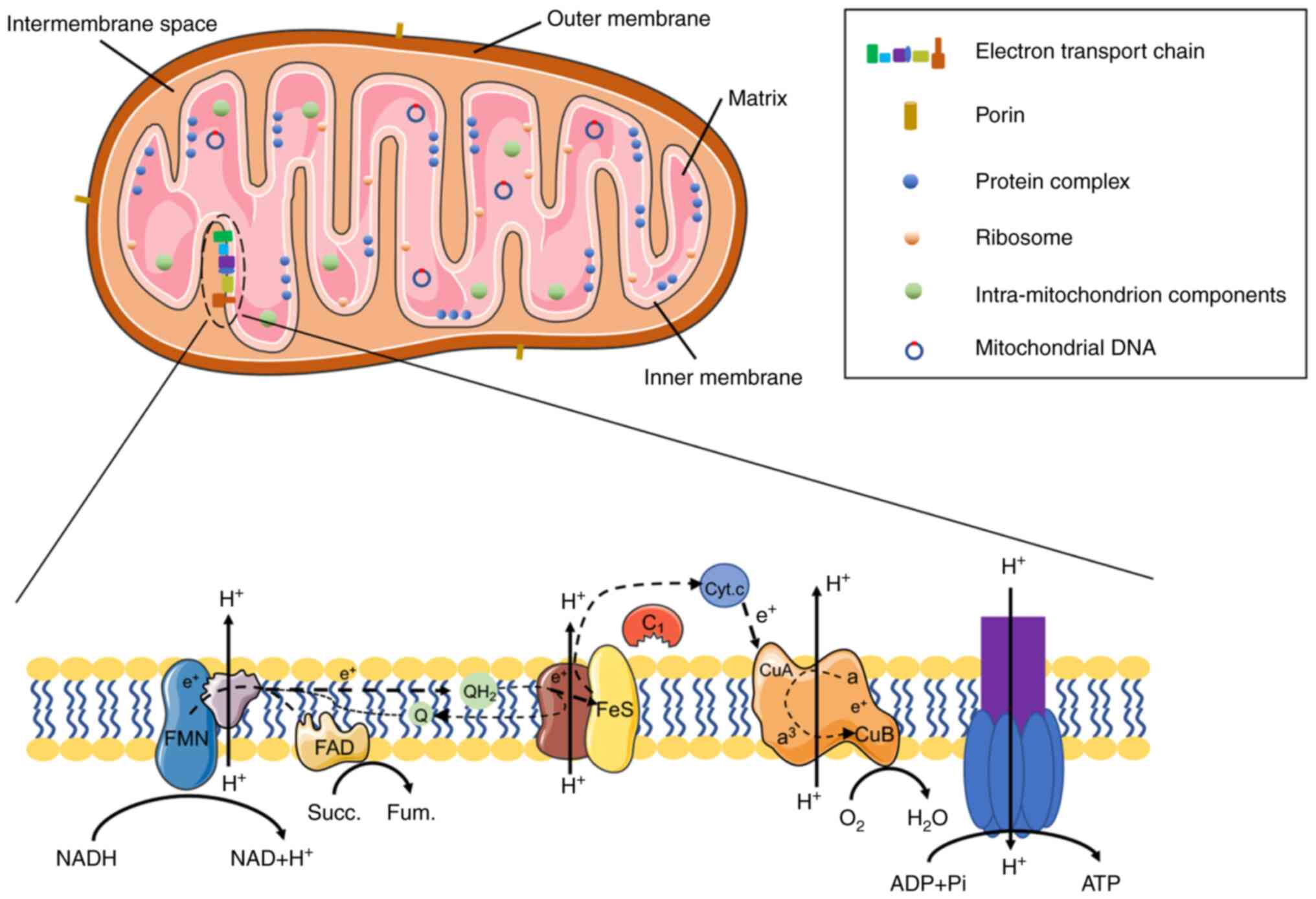 Mitochondrial DNA and TLR9 activation contribute to SARS-CoV-2-induced  endothelial cell damage. - Abstract - Europe PMC