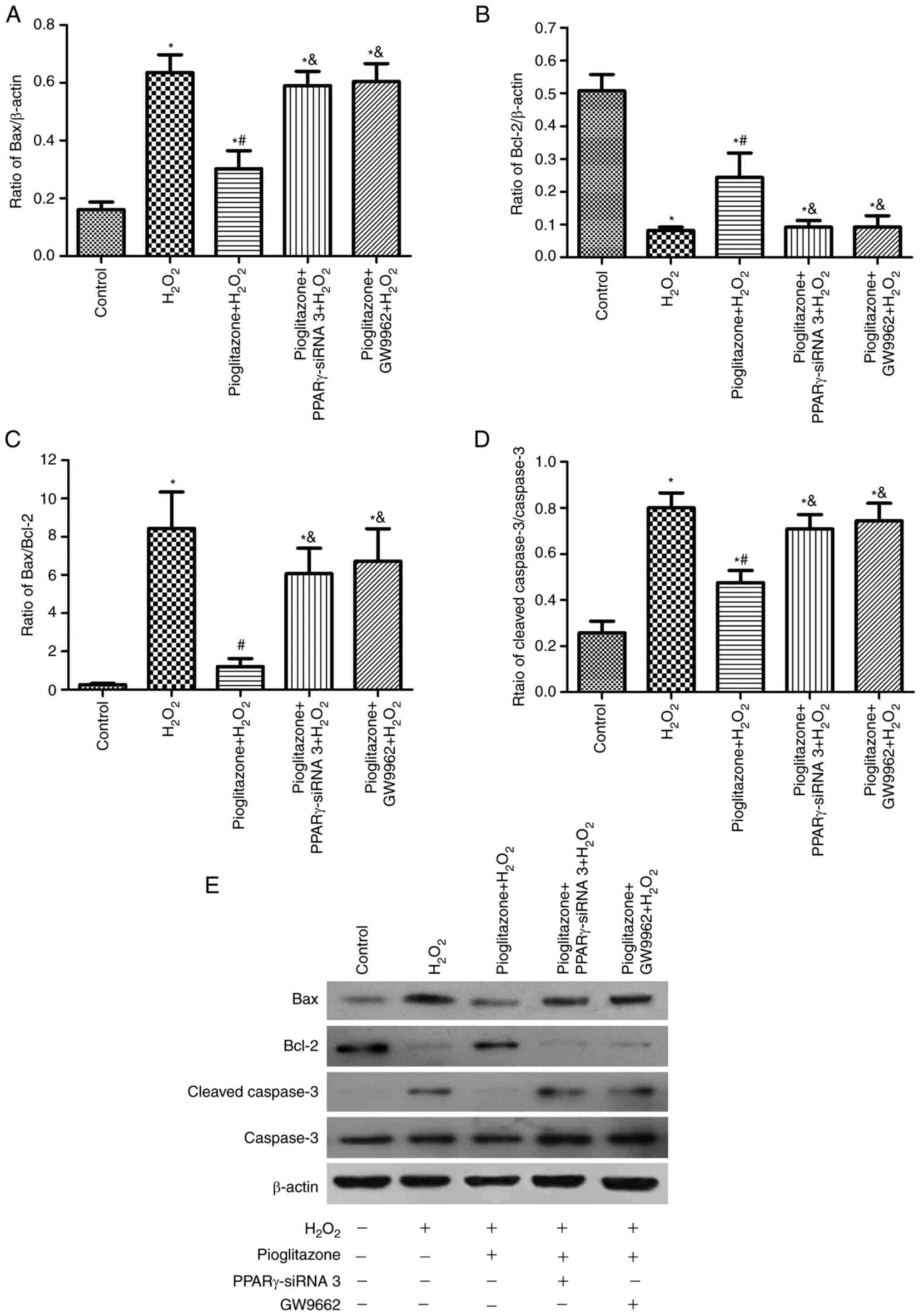Pioglitazone protects PC12 cells against oxidative stress injury: An in ...
