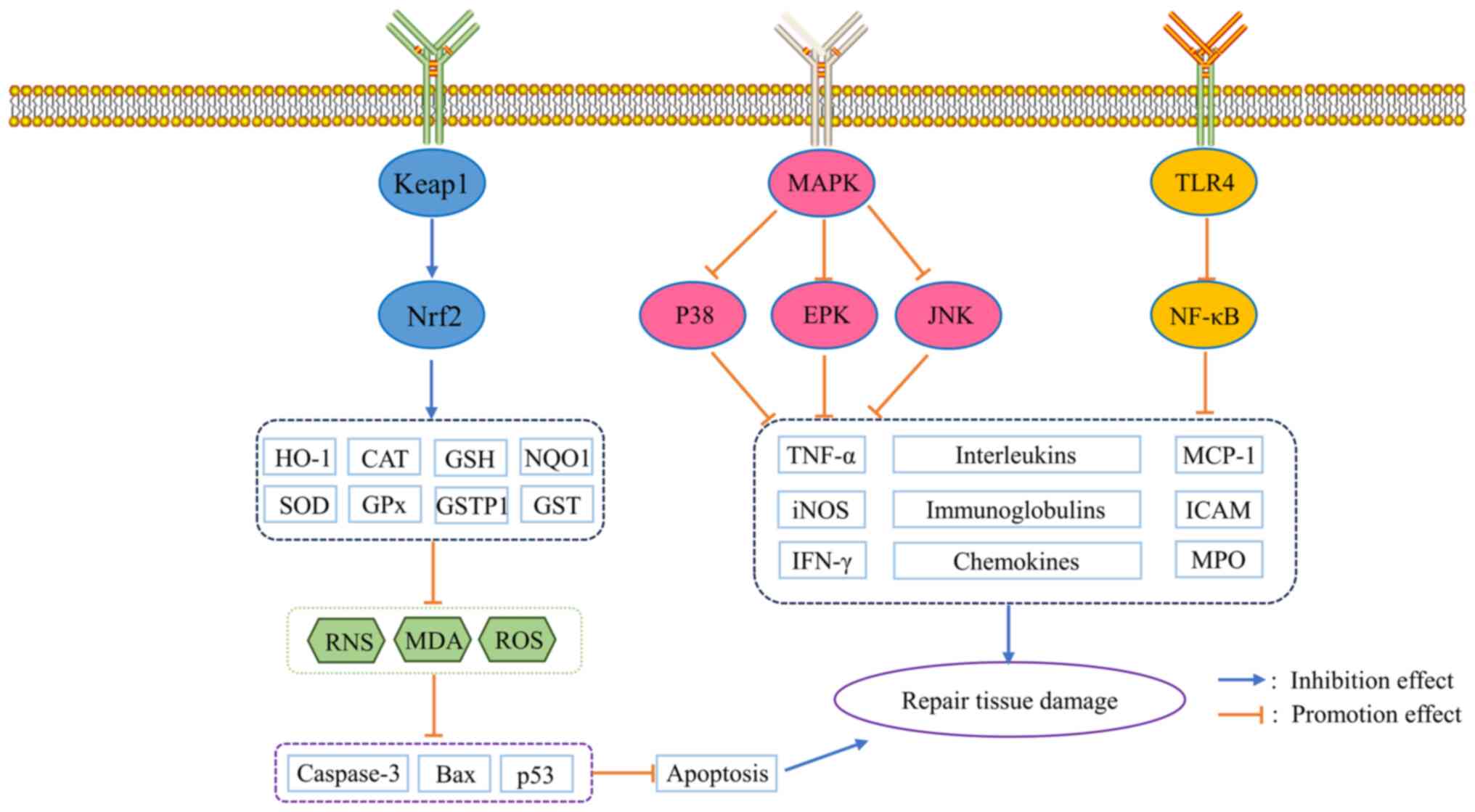 Antioxidant and anti‑inflammatory effects of esculin and esculetin Antioxidant and anti‑inflammatory effects of esculin and esculetin