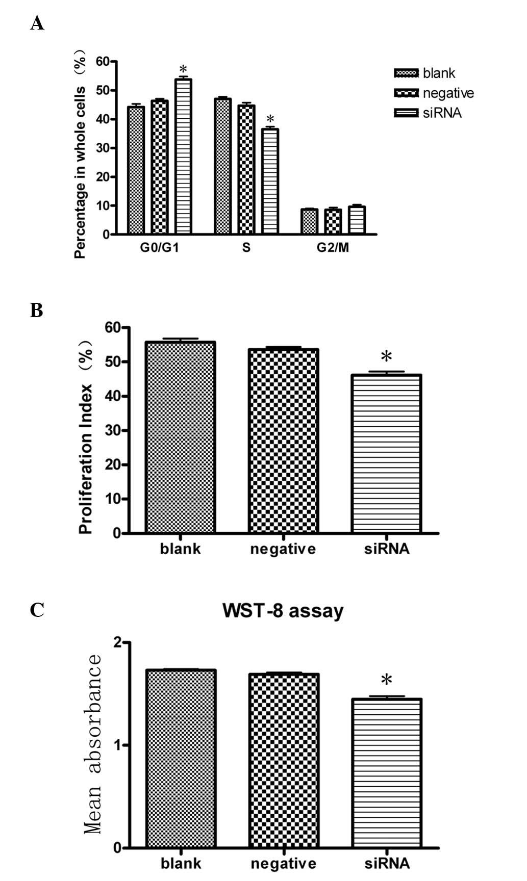 Effects Of Sirna Mediated Knockdown Of Jumonji Domain - Blank cell cycle diagram