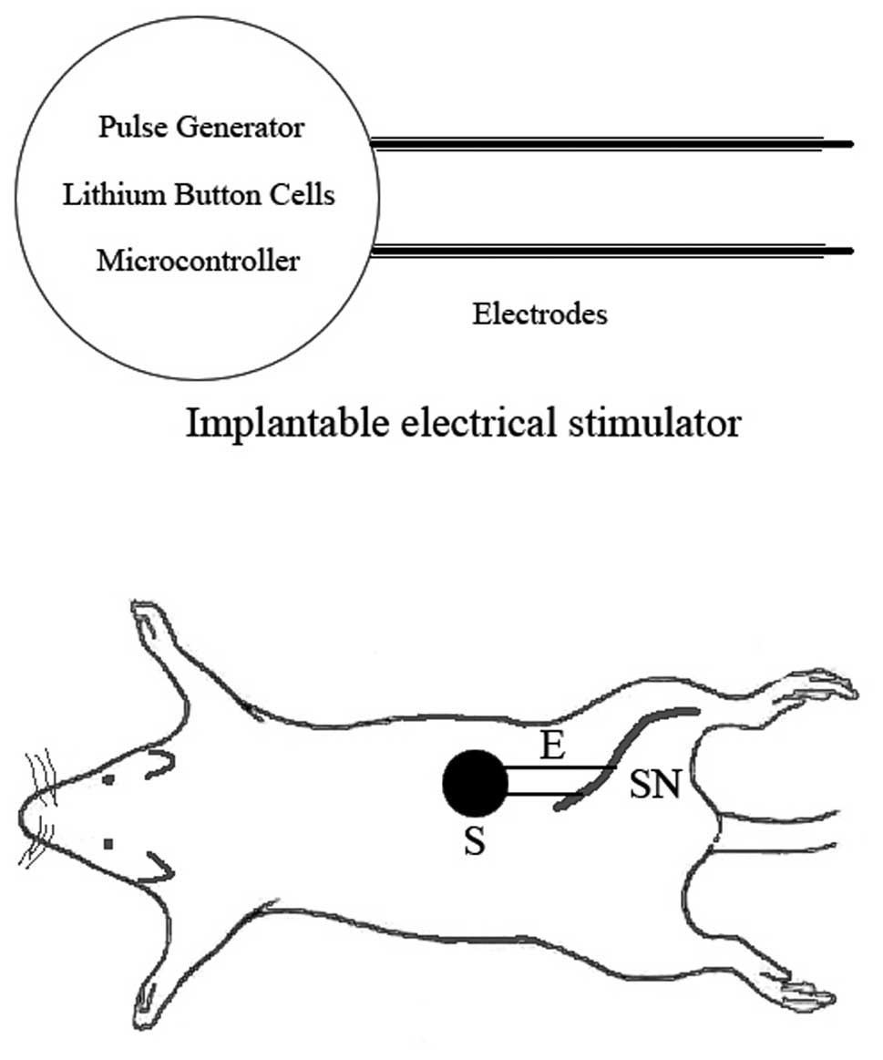 An implantable electrical stimulator used for peripheral nerve  rehabilitation in rats
