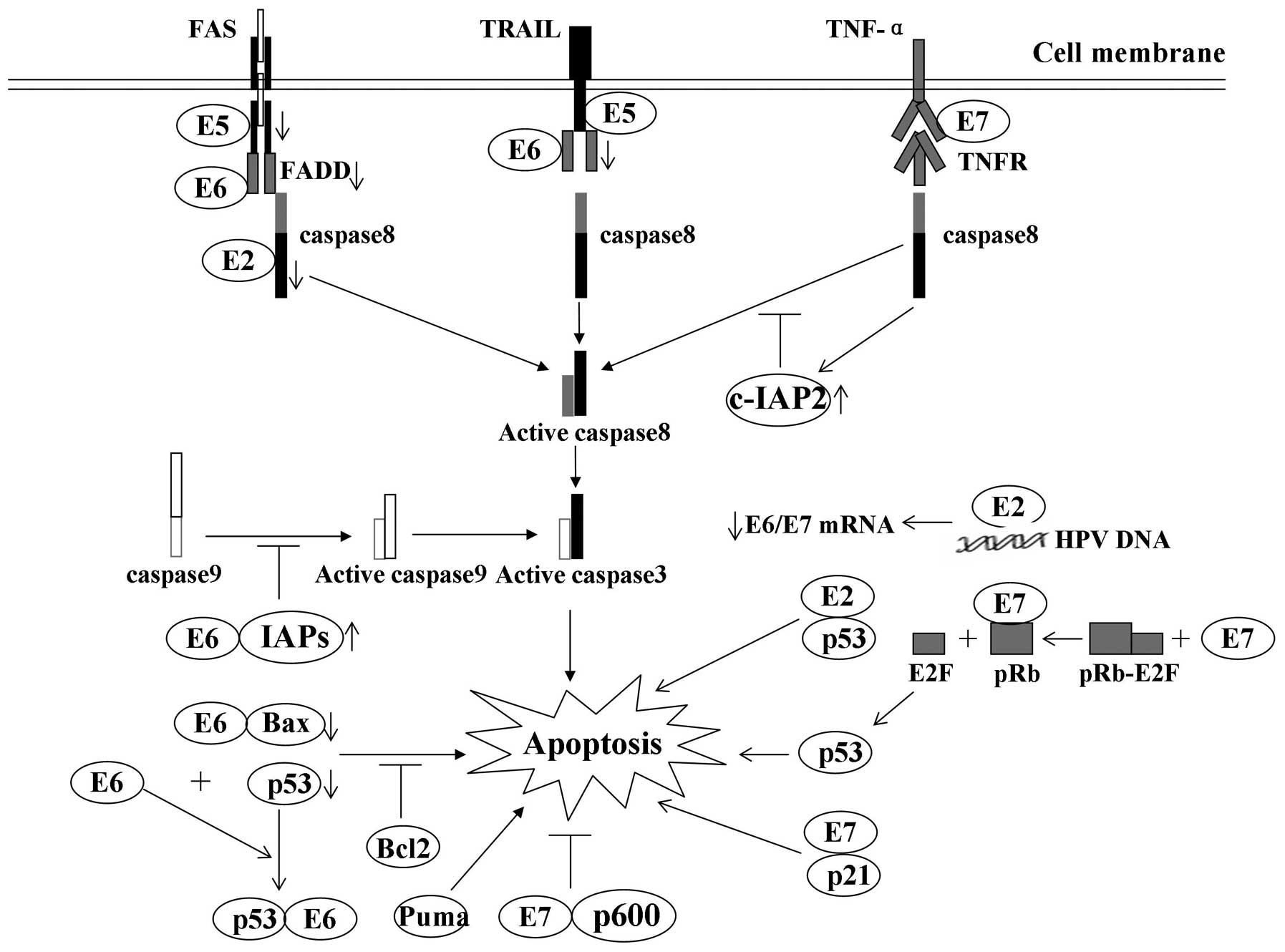 Papillomavírus 16 onkoprotein Tartalomjegyzék