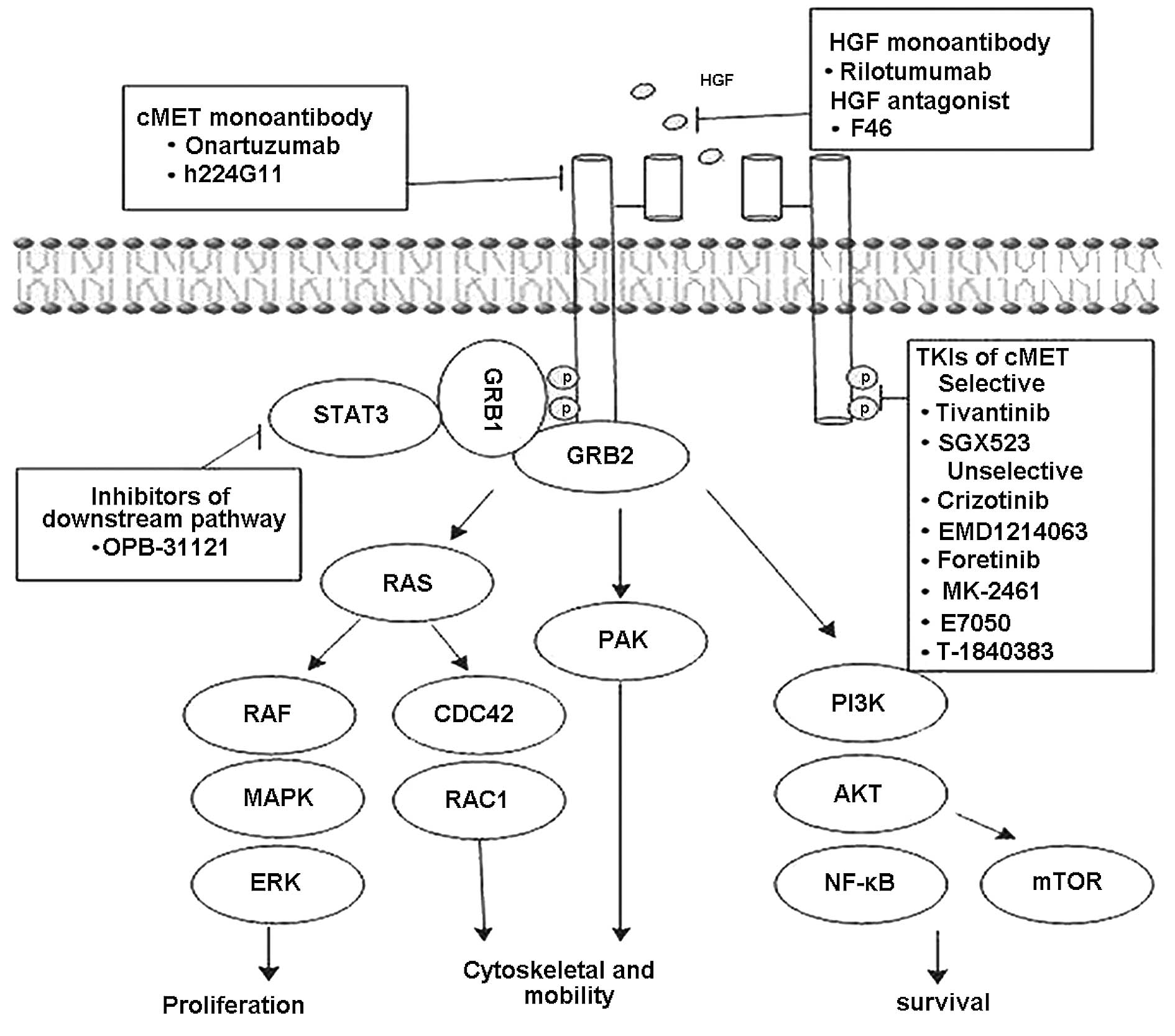 cMET as a potential therapeutic target in gastric cancer (Review)
