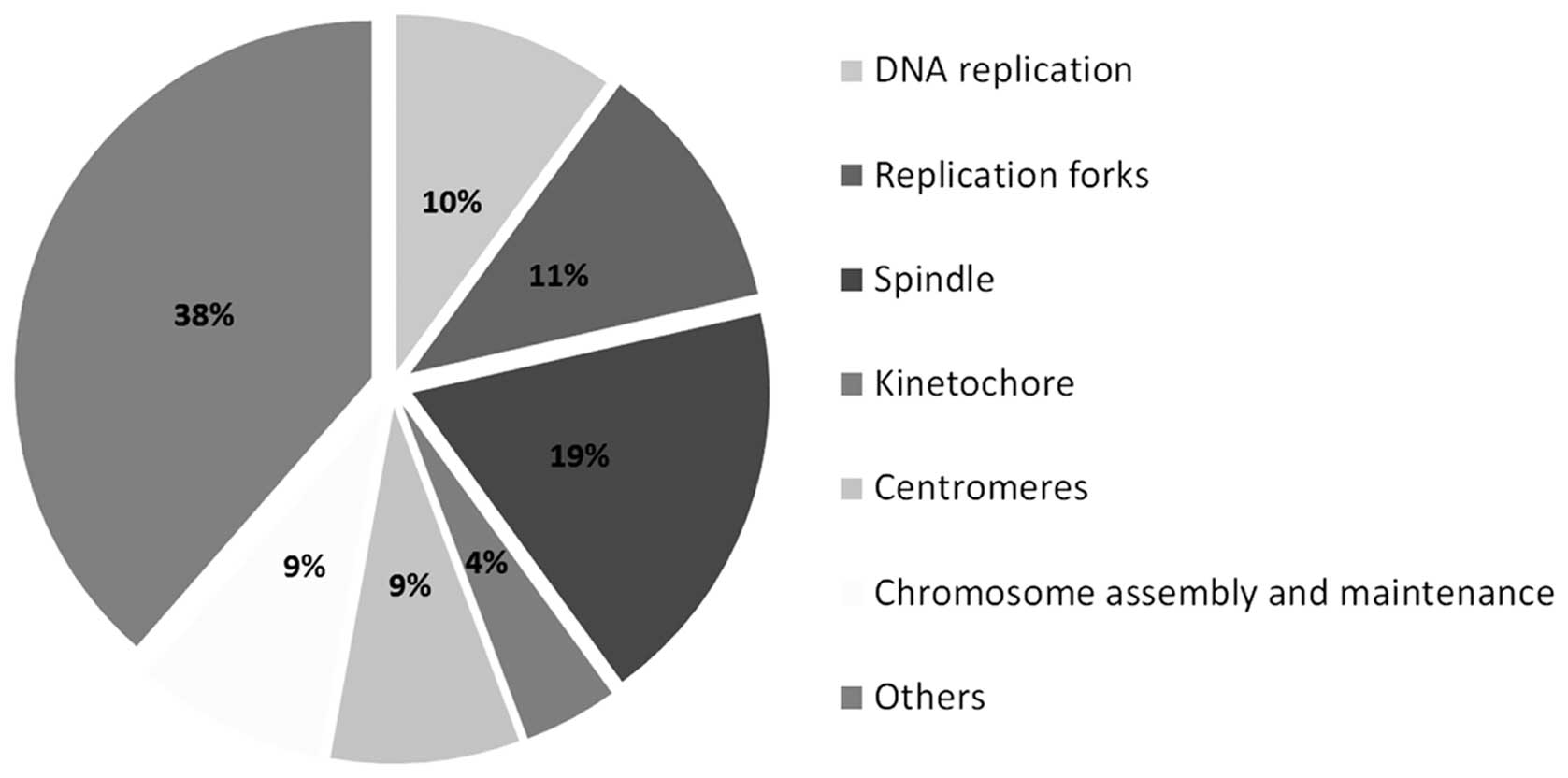 Cell Division Pie Chart