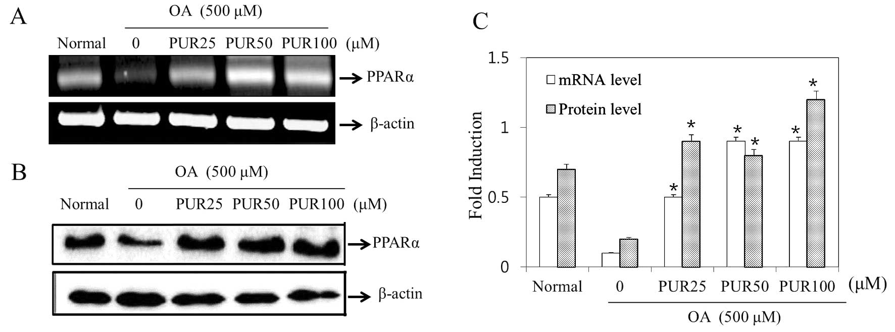 Puerarin Ameliorates Hepatic Steatosis By Activating The Ppara And Ampk Signaling Pathways In Hepatocytes