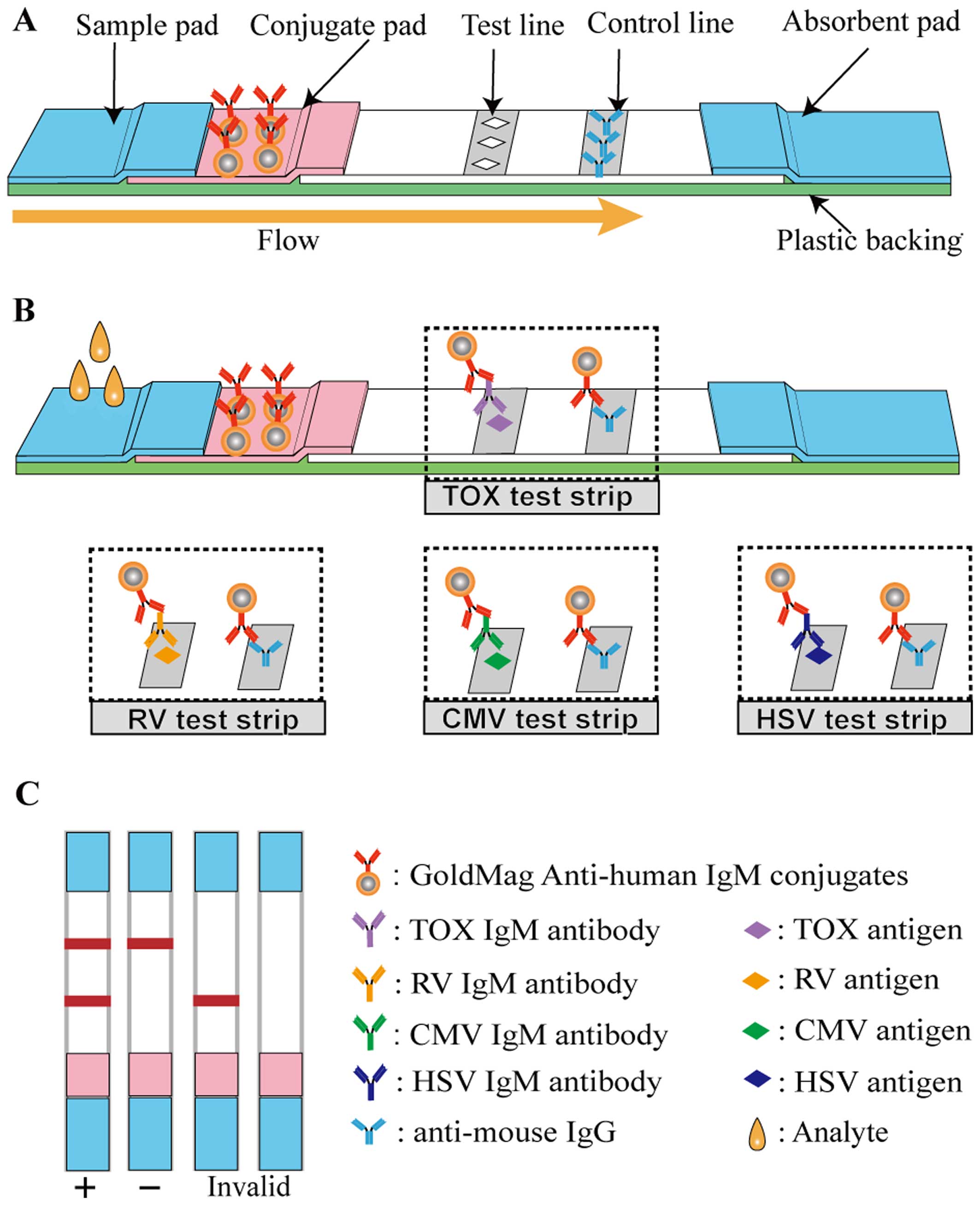 A point-of-care lateral flow assay for neutralising antibodies against  SARS-CoV-2 - eBioMedicine