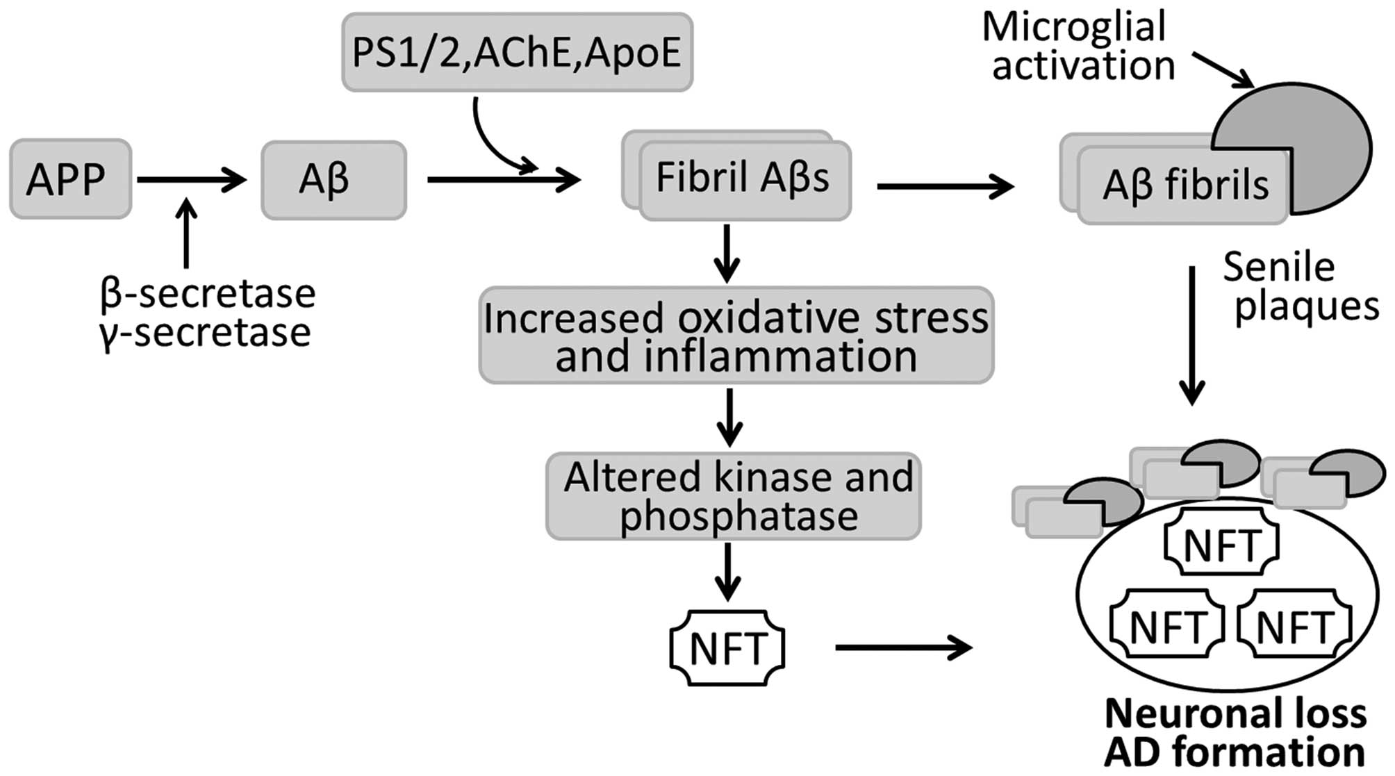 Early identification of Alzheimer's disease in mouse models