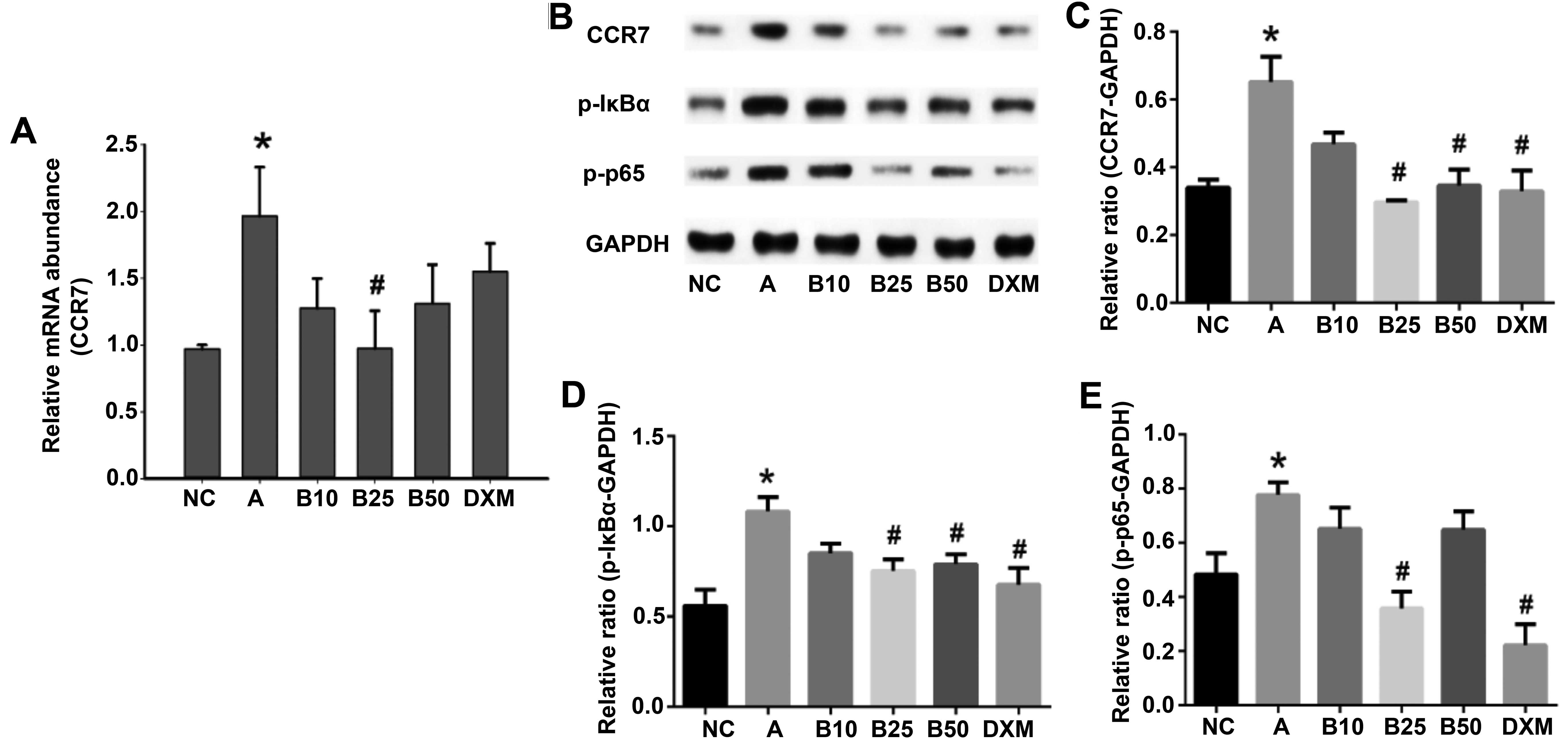 Baicalin Attenuates Inflammation In Mice With Ova Induced Asthma By Inhibiting Nf Kb And Suppressing Ccr7 Ccl19 Ccl21