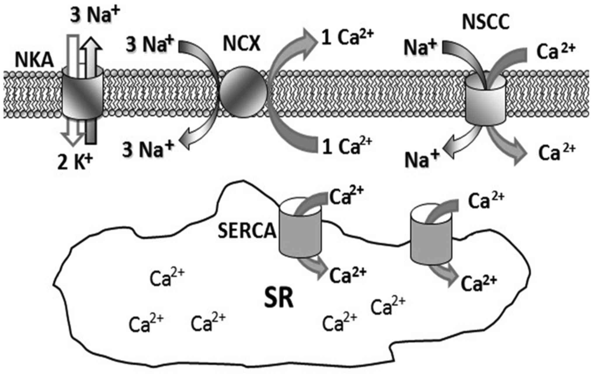 Cellular Na Handling Mechanisms Involved In Airway Smooth Muscle Contraction Review