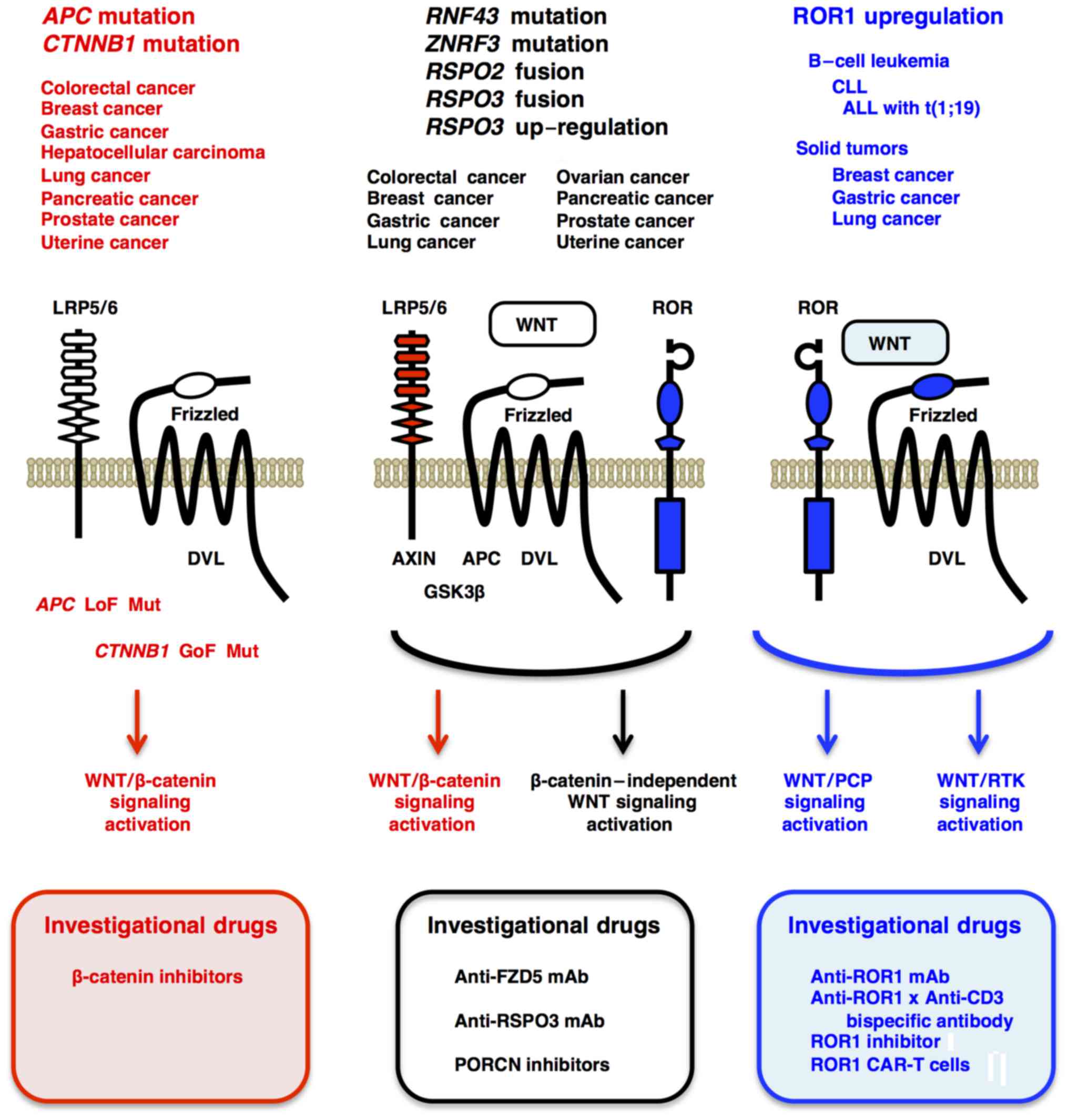 Molecular Genetics And Targeted Therapy Of Wnt Related Human Diseases Review