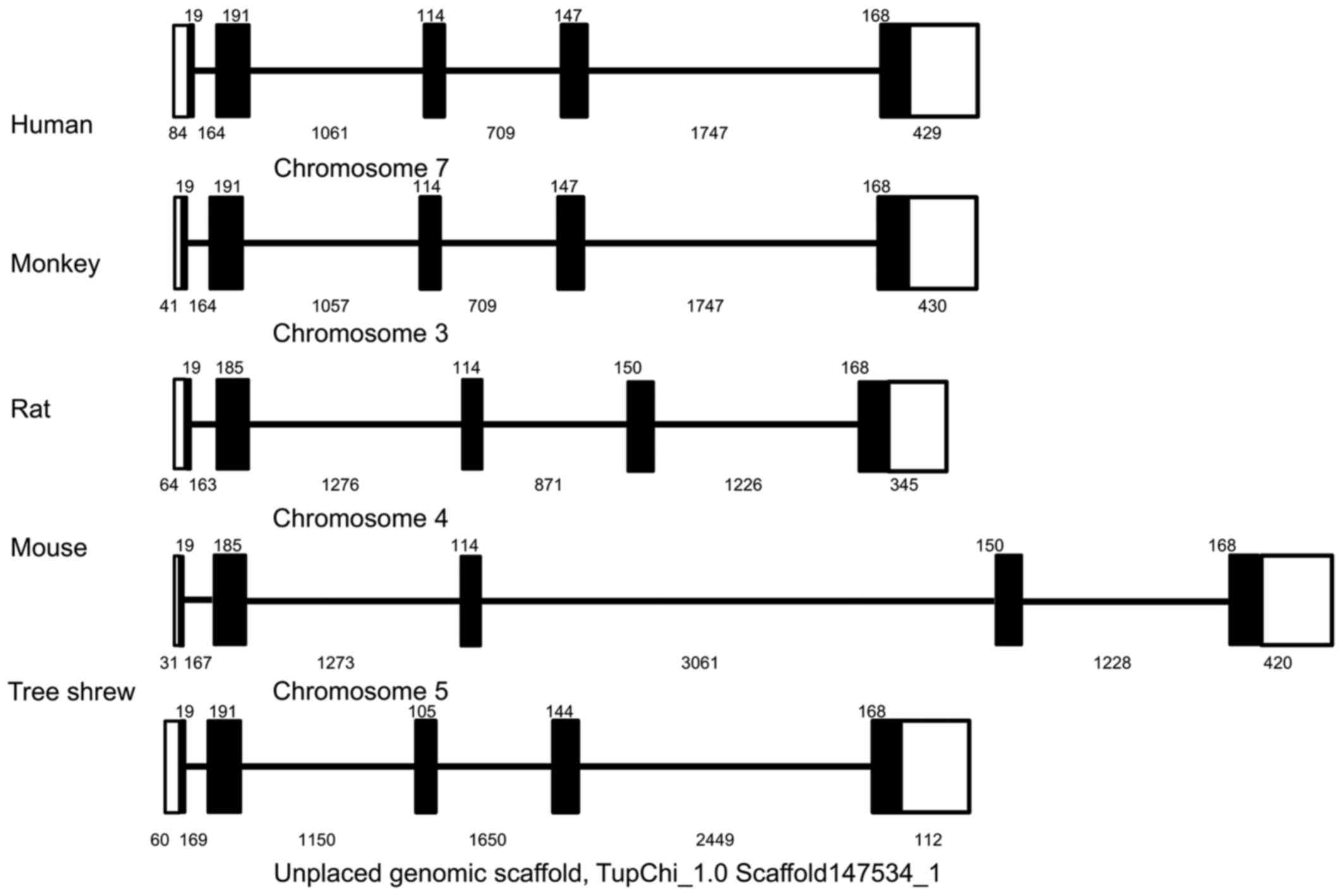 Characterization of tree shrew (Tupaia belangeri) interleukin-6 and its ...