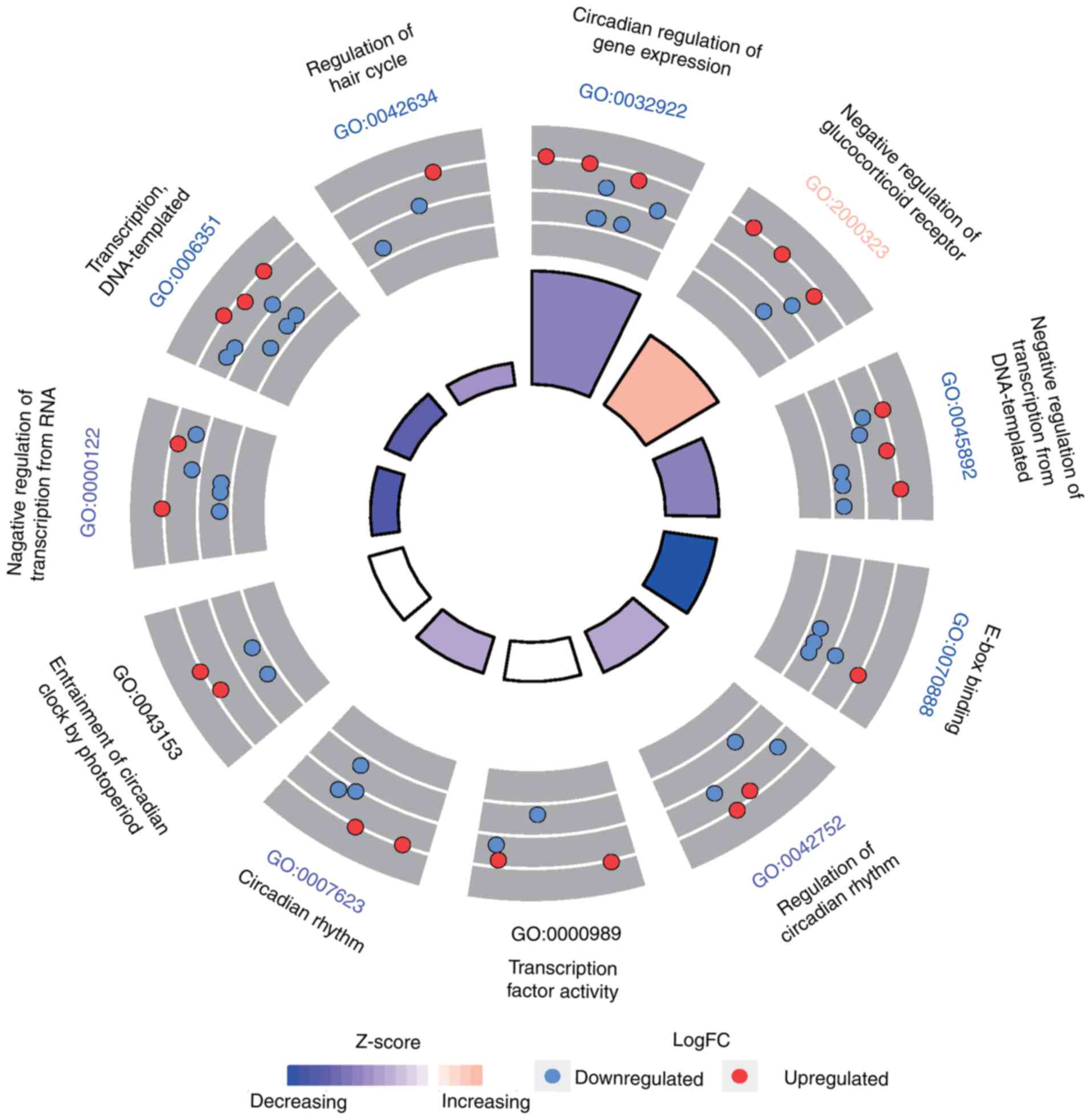 Circadian Rhythm Chart Organs