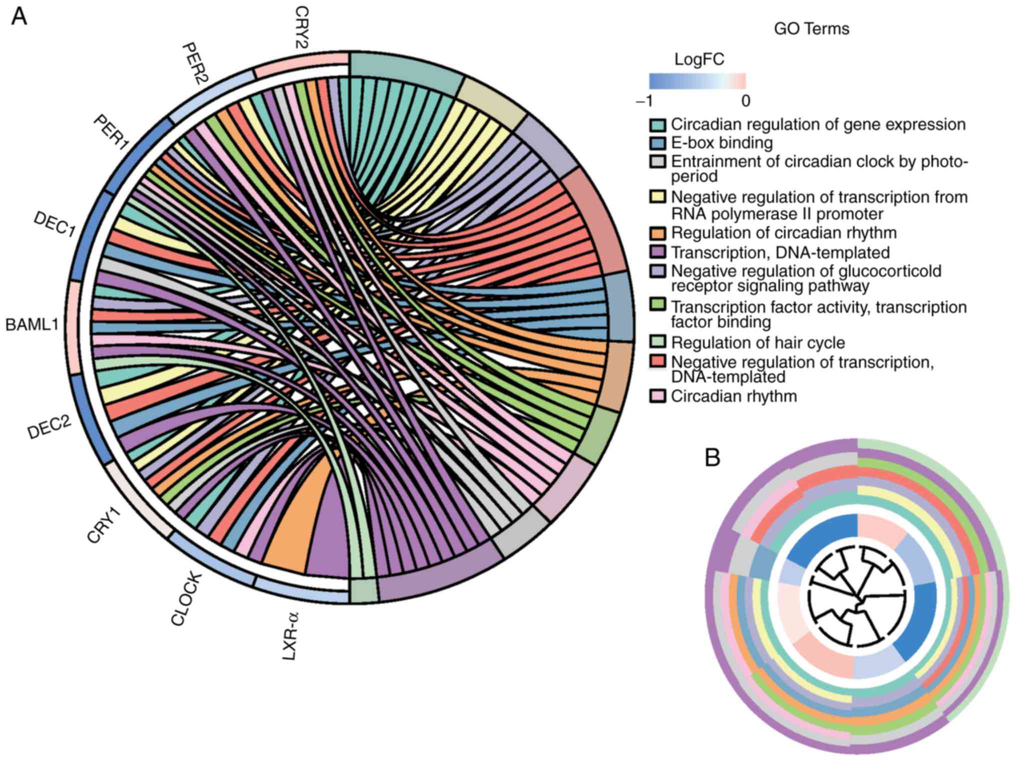 Circadian Rhythm Clock Chart