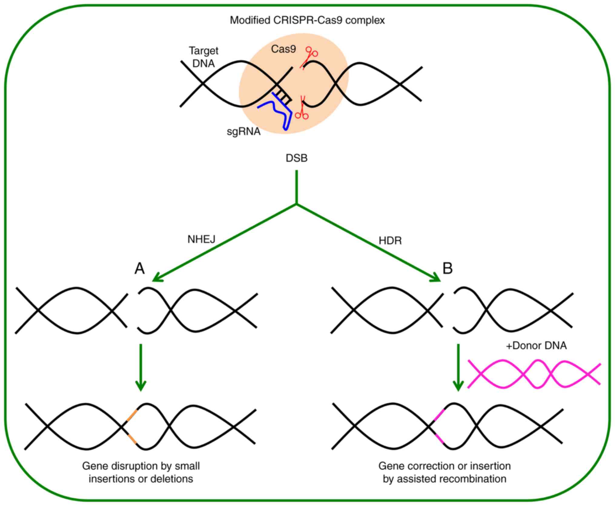 Genome modification