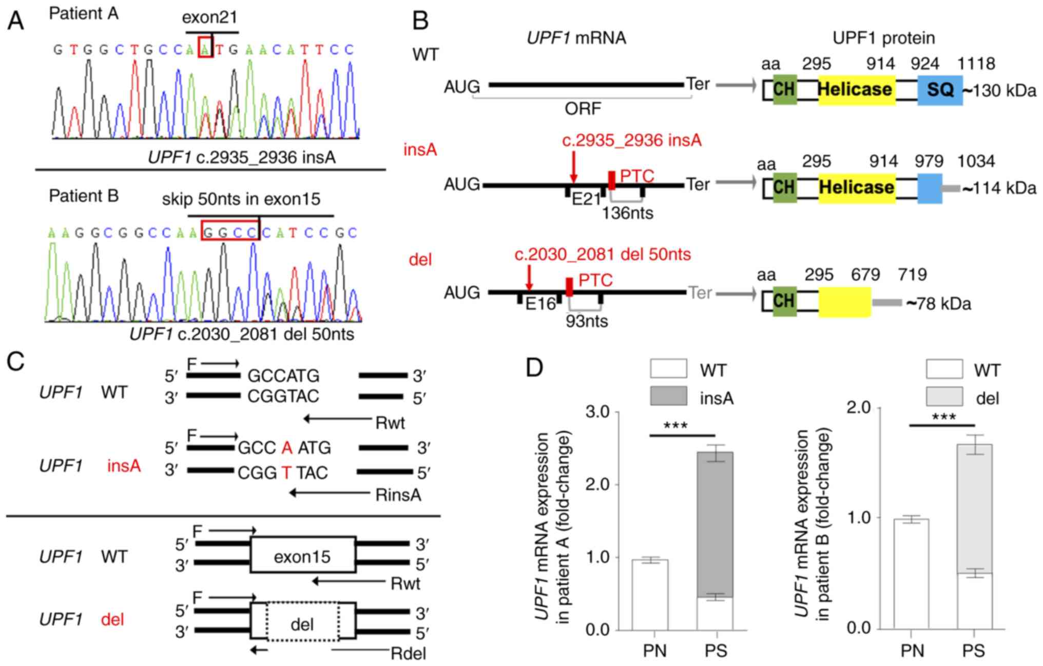 Aberrant of the UPF1 RNA surveillance gene disturbs keratinocyte homeostasis by stabilizing AREG