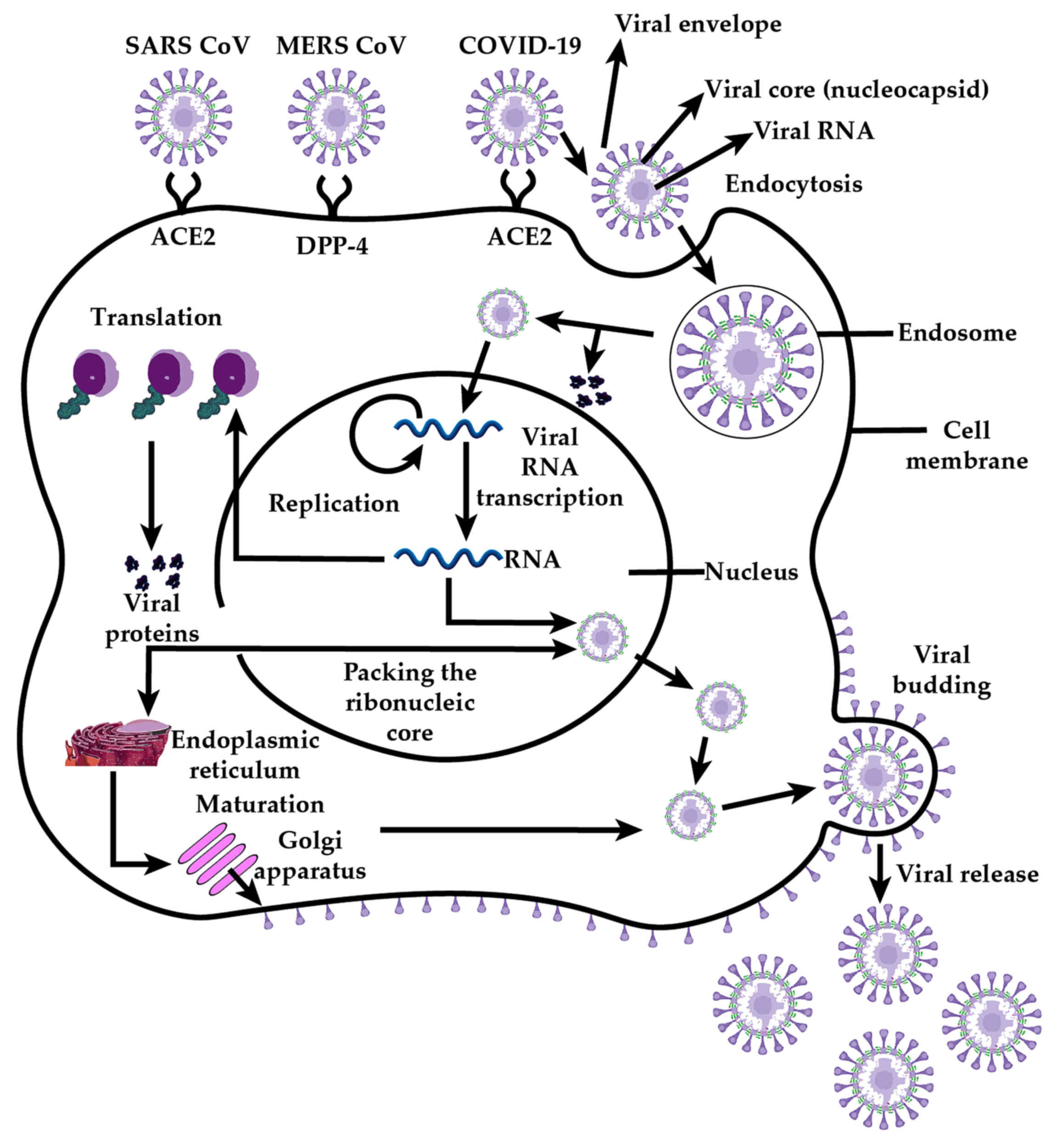 Организация коронавируса. Коронавирус строение жизненный цикл. Схема репликации коронавируса. Жизненный цикл коронавируса схема.