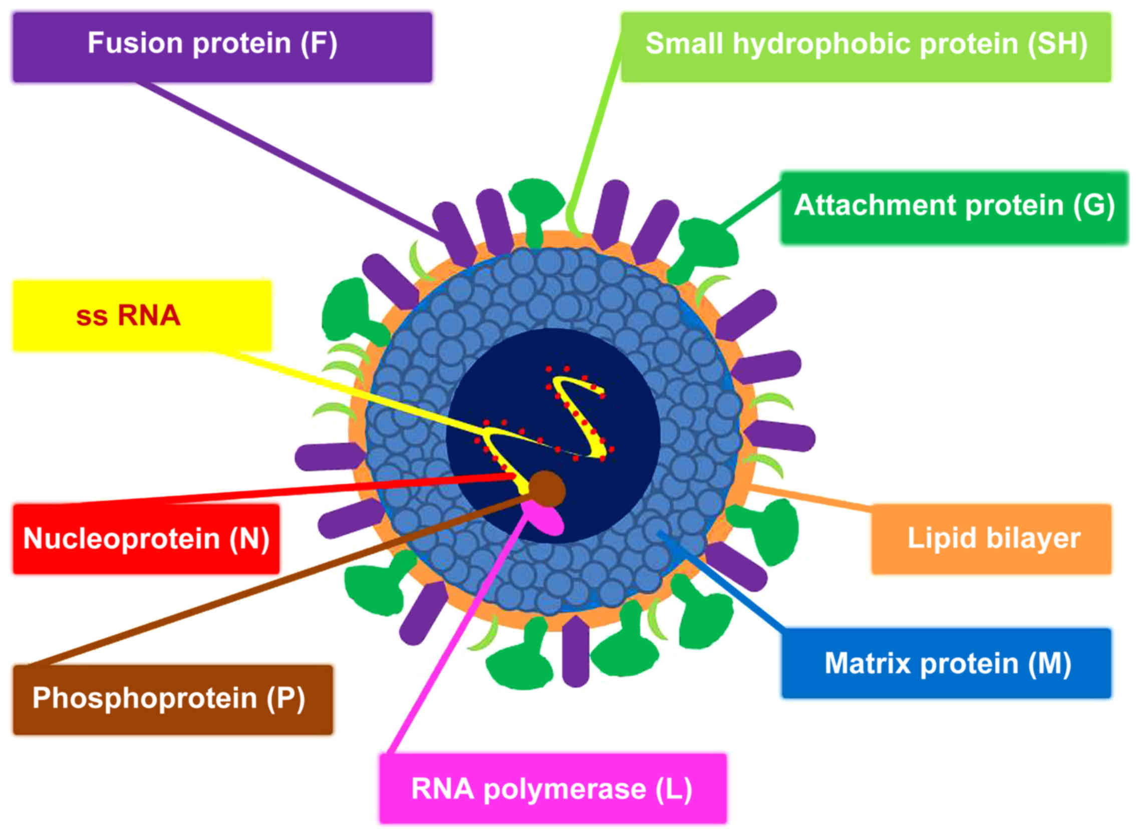 Syncytial virus