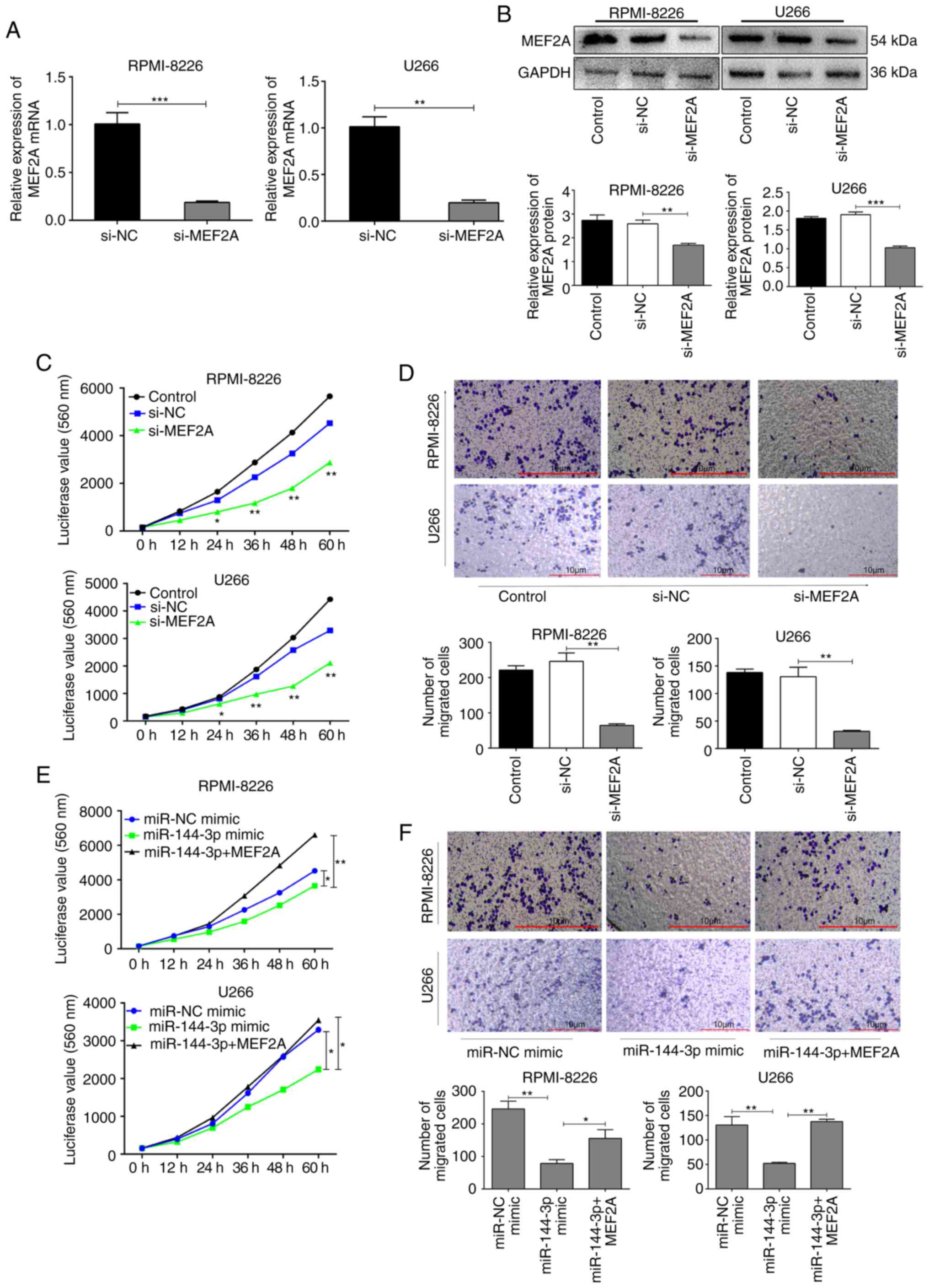 Mir‑144‑3p Inhibits The Proliferation Migration And Angiogenesis Of Multiple Myeloma Cells By