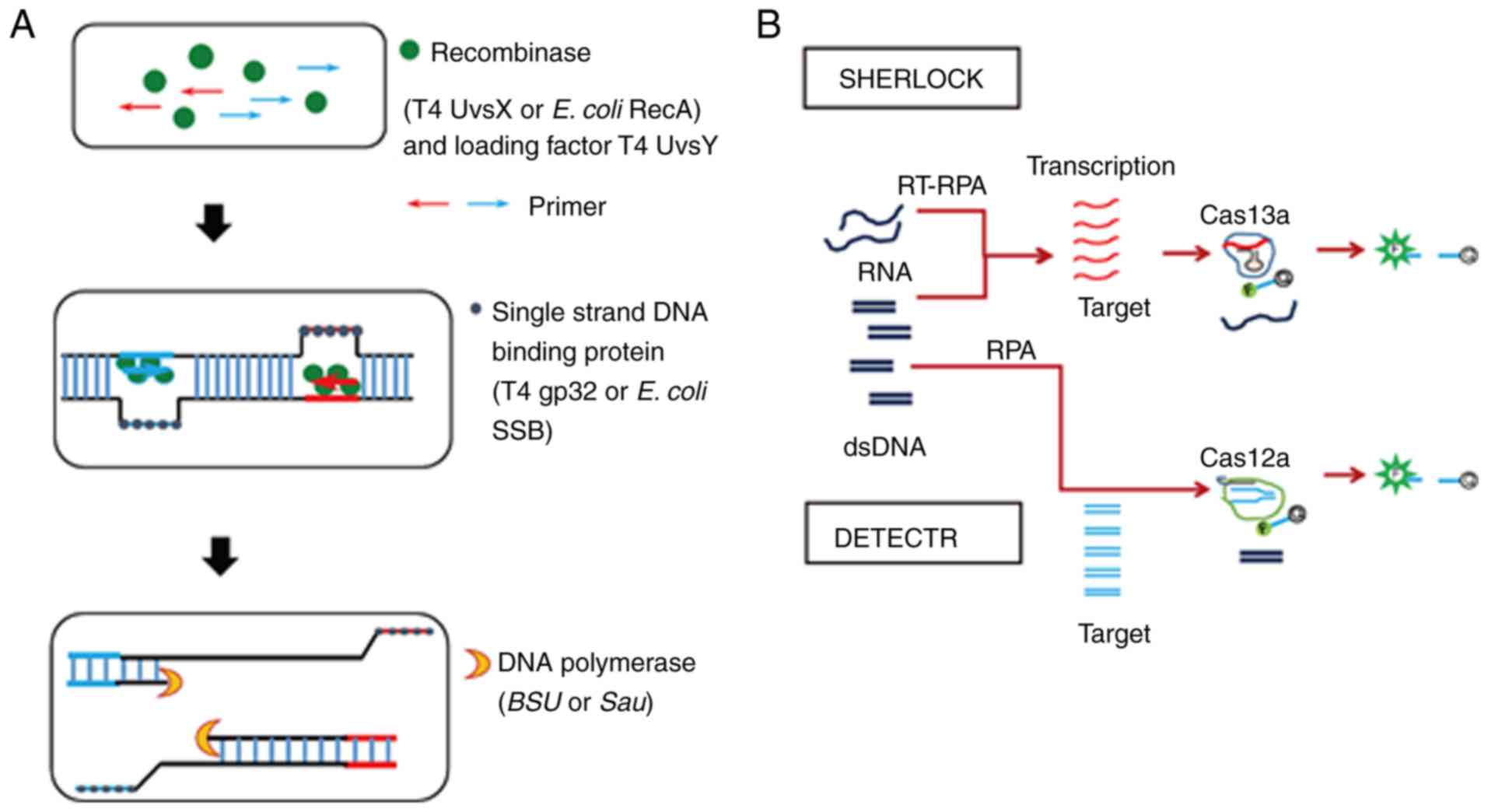 Nucleic Acid Sequence-Based Amplification, a New Method for Analysis of  Spliced and Unspliced Epstein-Barr Virus Latent Transcripts, and Its  Comparison with Reverse Transcriptase PCR