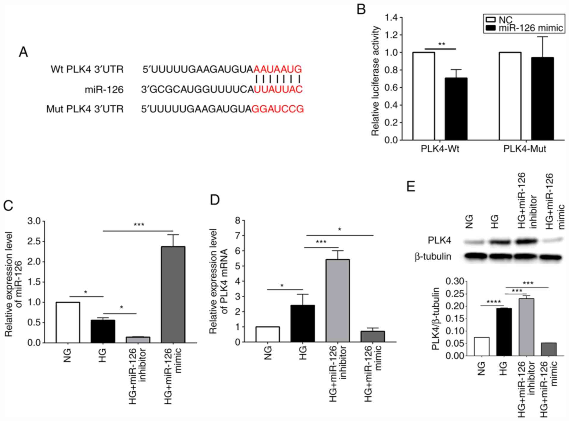 MicroRNA‑126 suppresses the proliferation and migration of endothelial ...