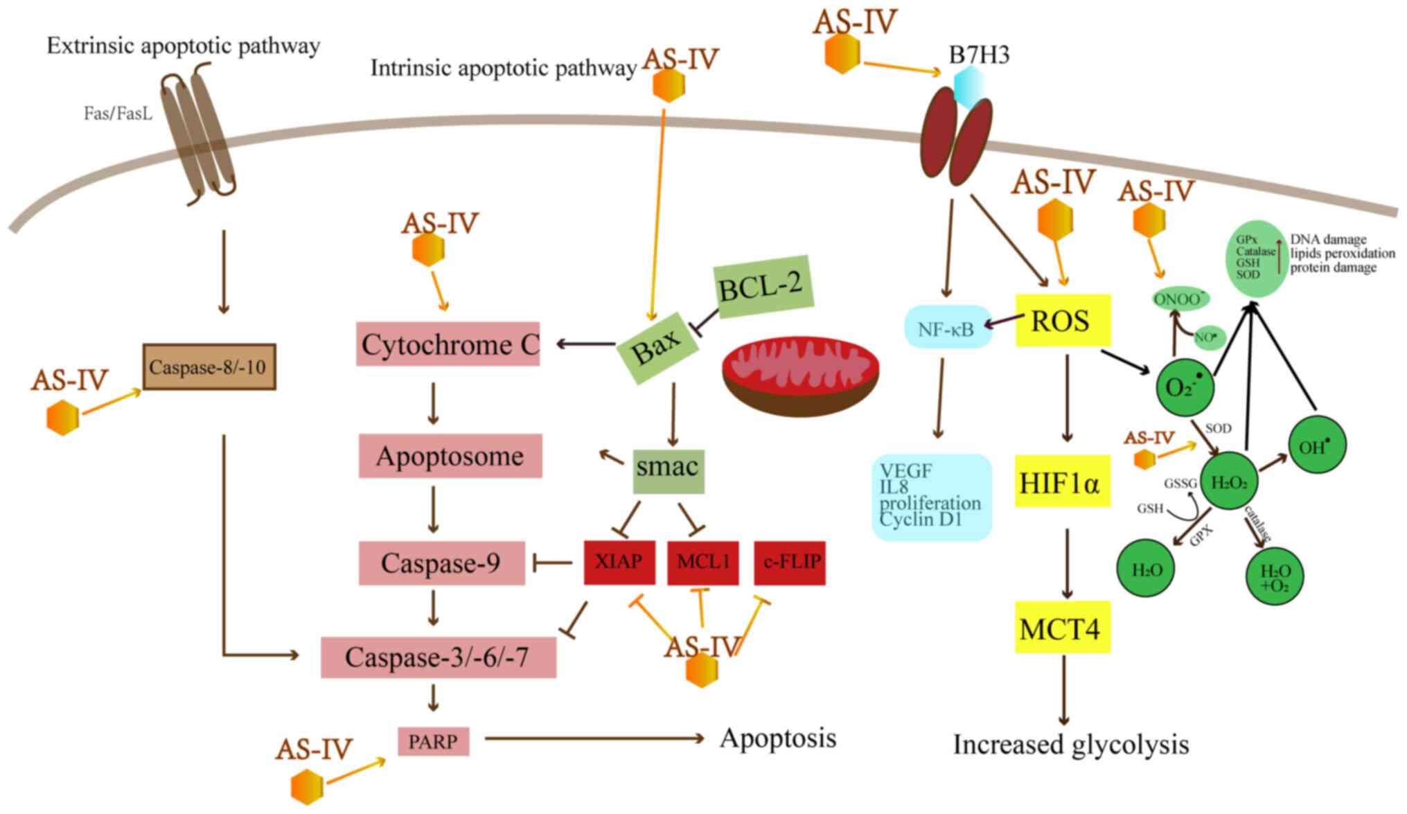 Molecular mechanisms of astragaloside‑IV in cancer therapy Molecular mechanisms of astragaloside‑IV in cancer therapy