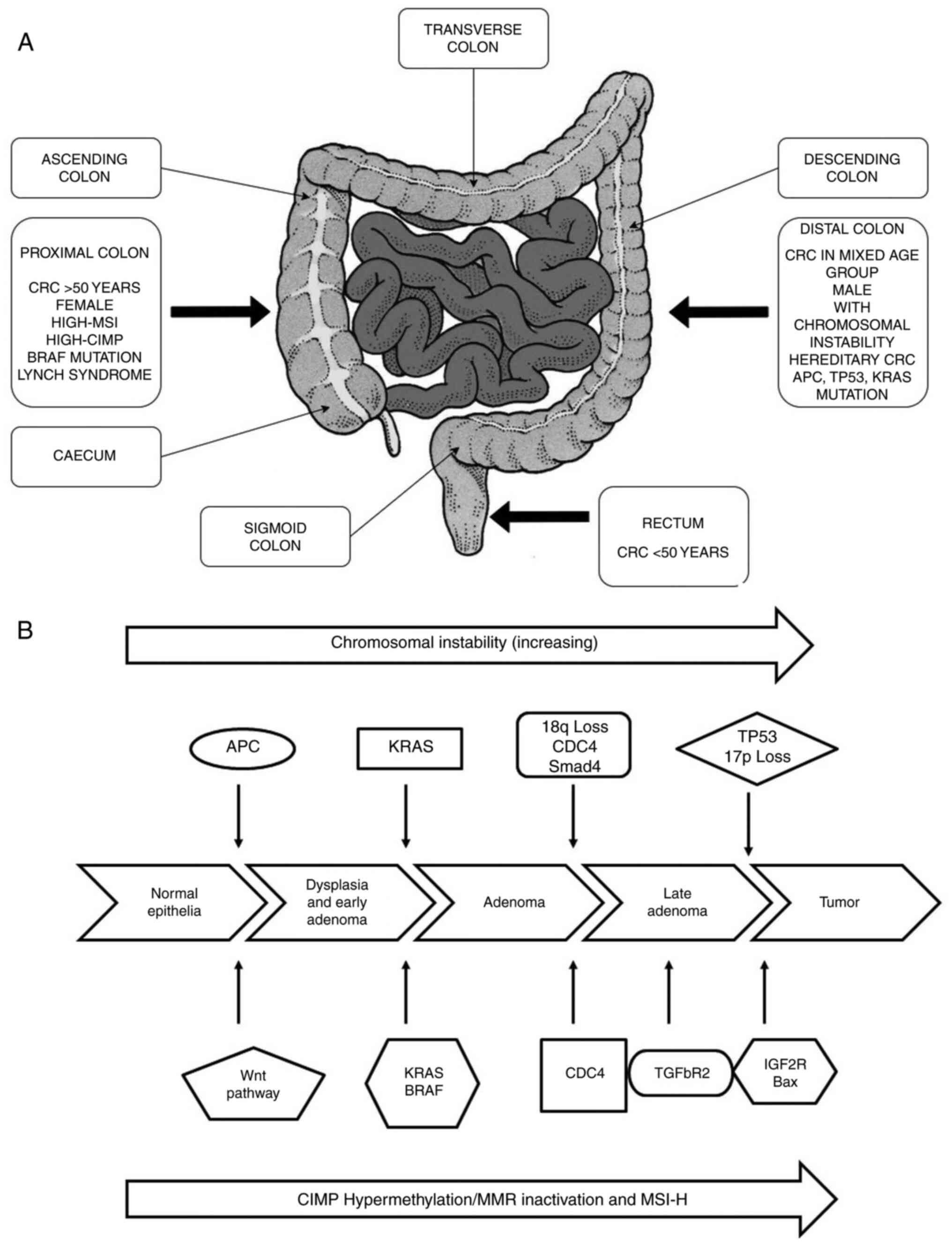 Colorectal Cancer Pathways