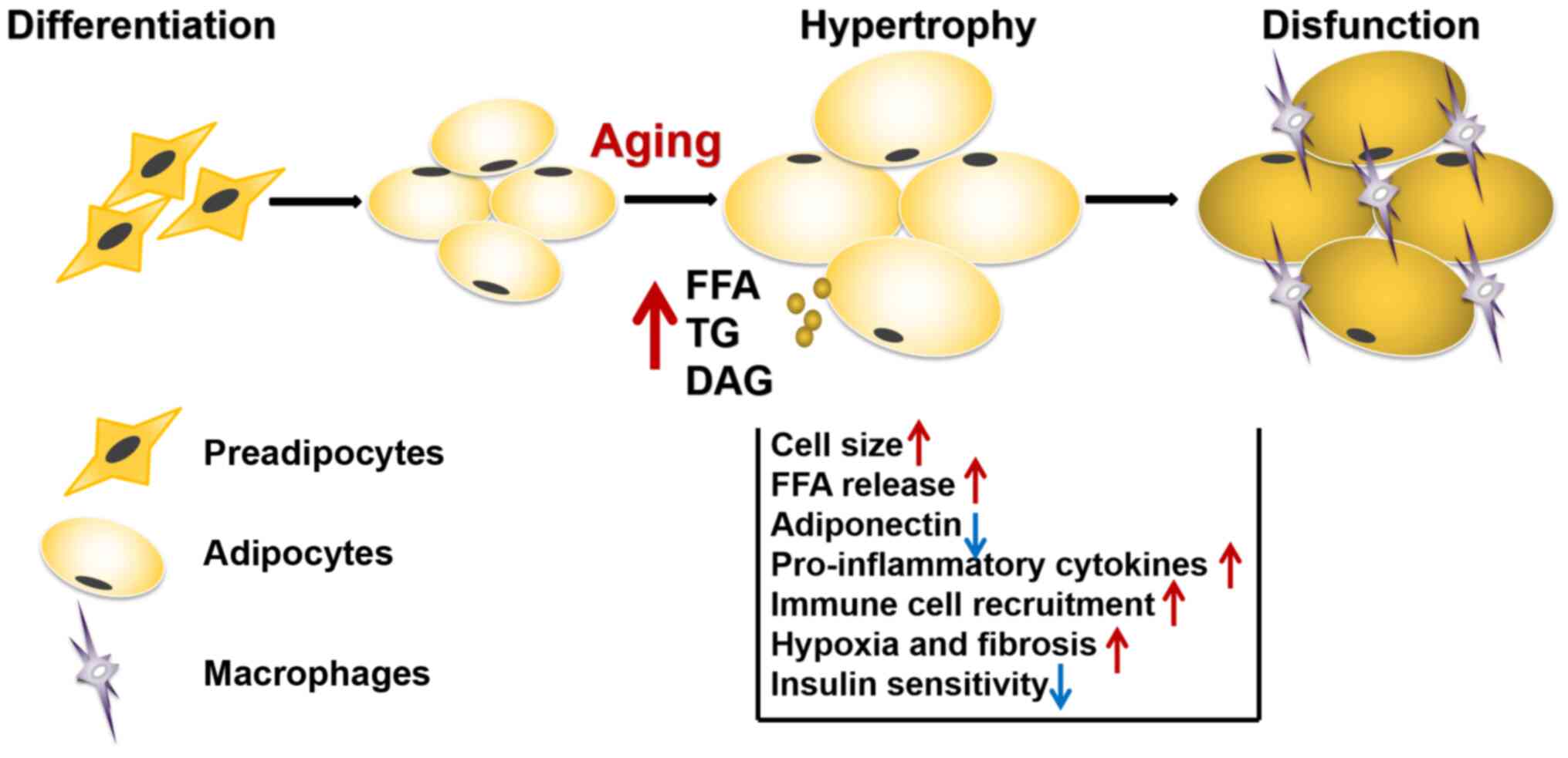 Browning of the white adipose tissue regulation: new insights into