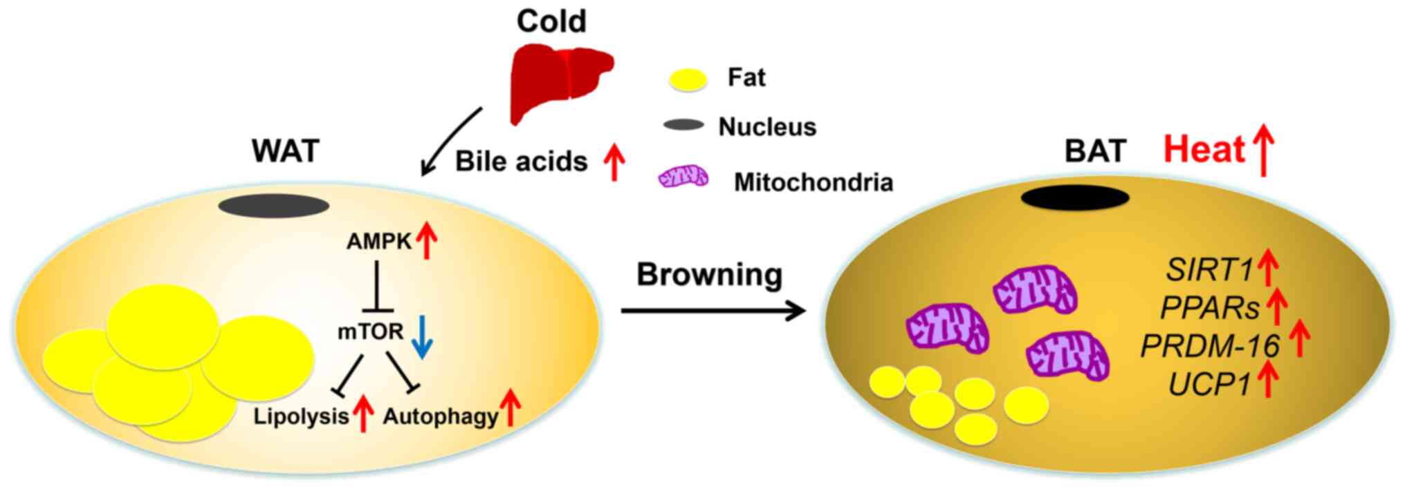 Browning of the white adipose tissue regulation: new insights into