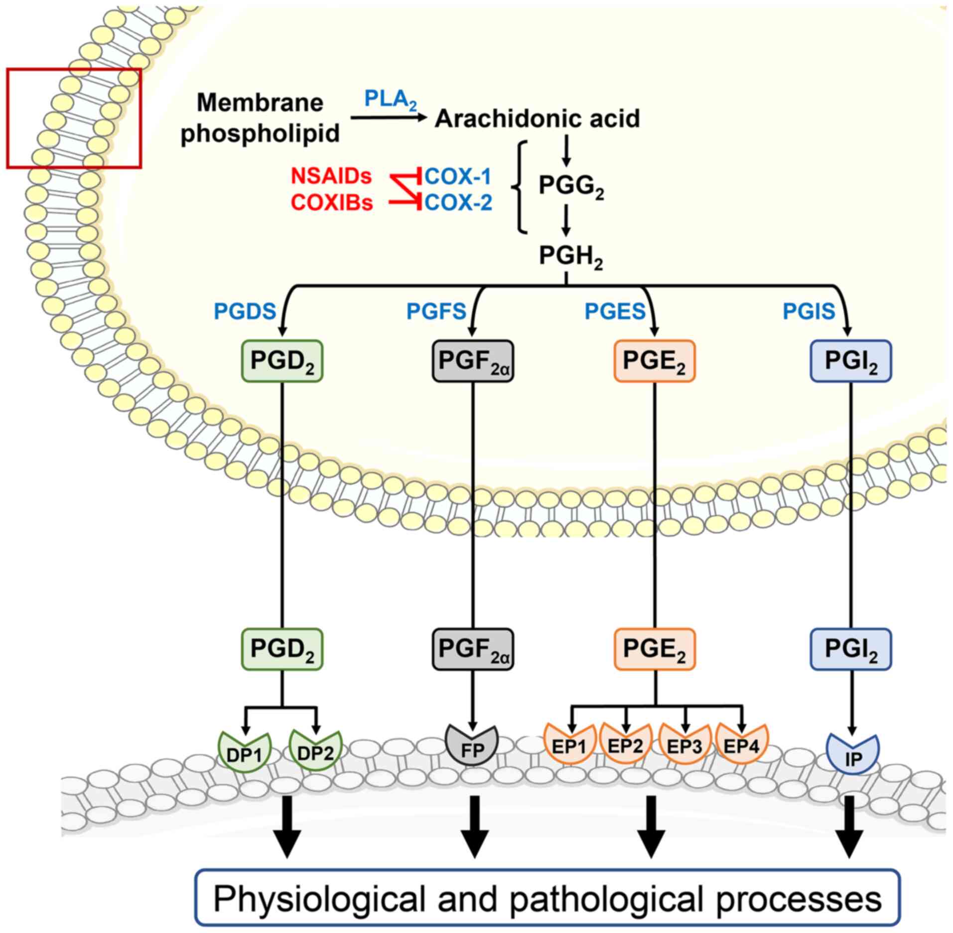 Role of 2‑series prostaglandins in the pathogenesis of type 2 
